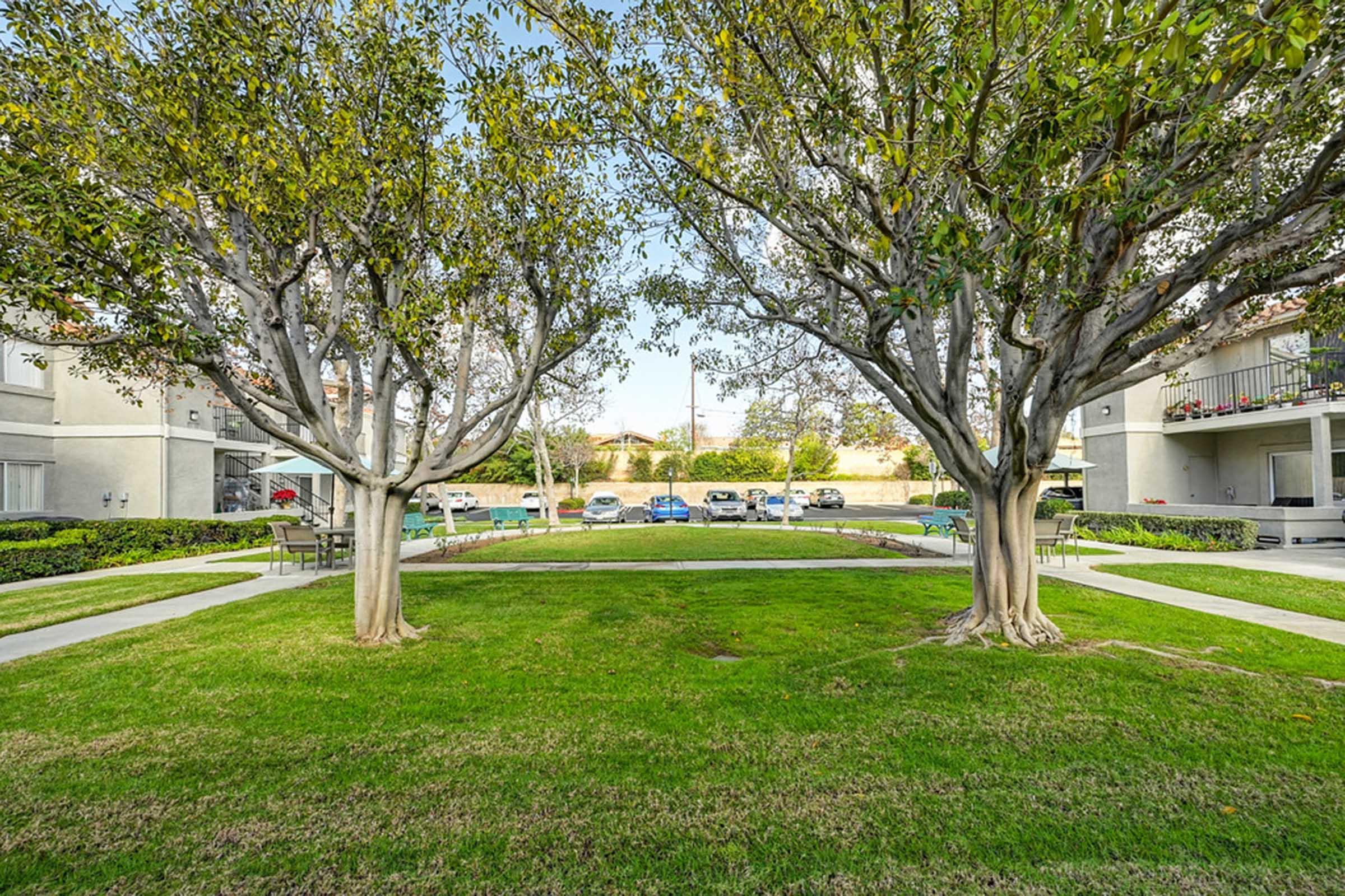 a large lawn with trees