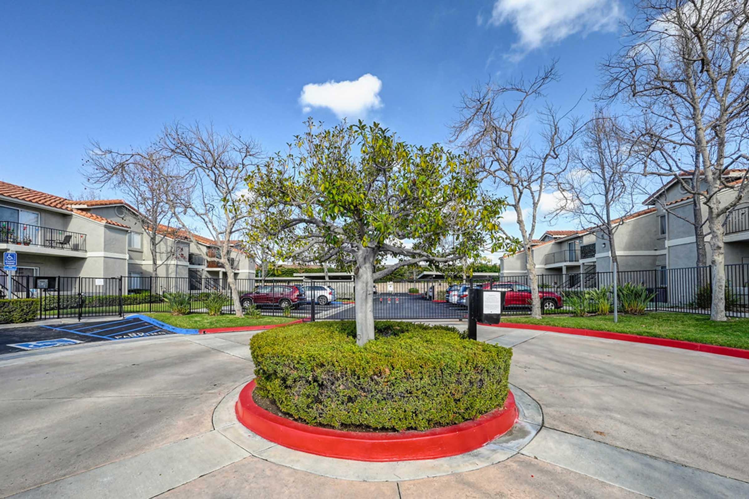 a tree in front of a parking lot