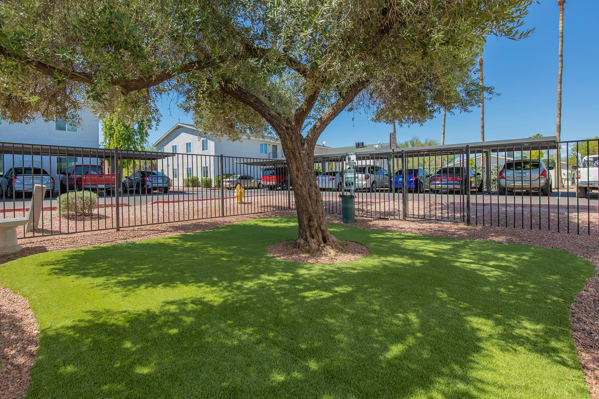 a large lawn in front of a tree