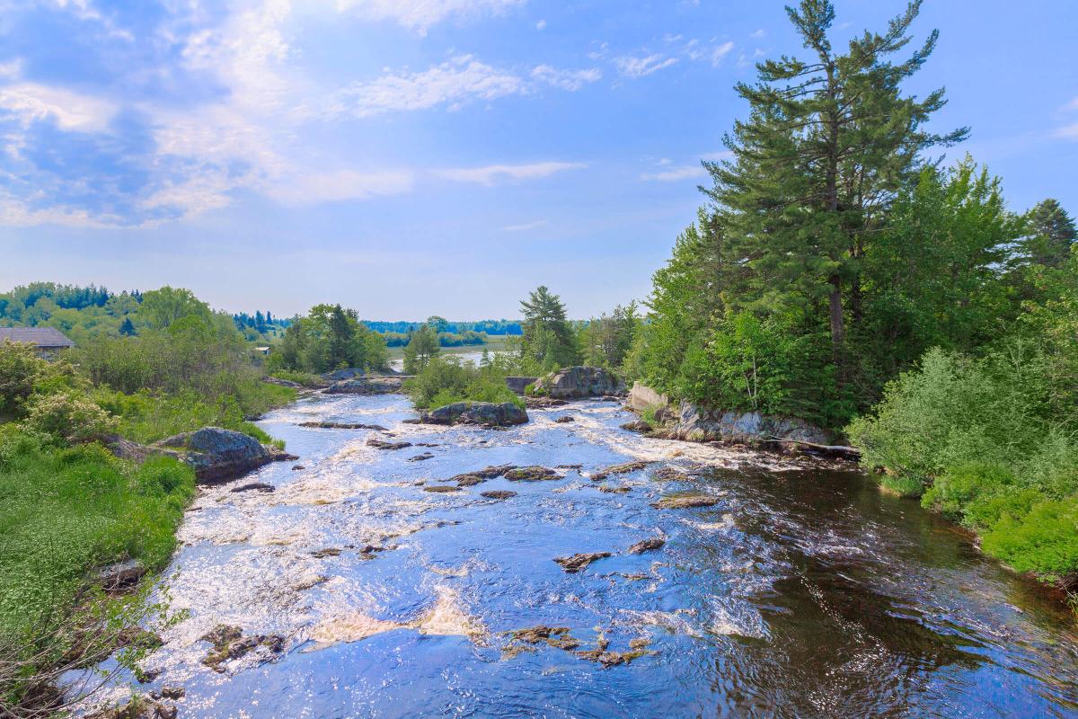 a body of water surrounded by trees