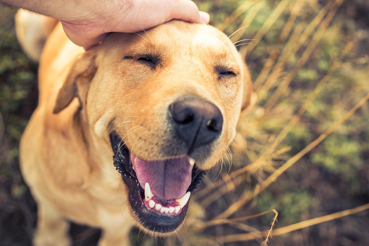 Happy Dog in Knoxville, TN