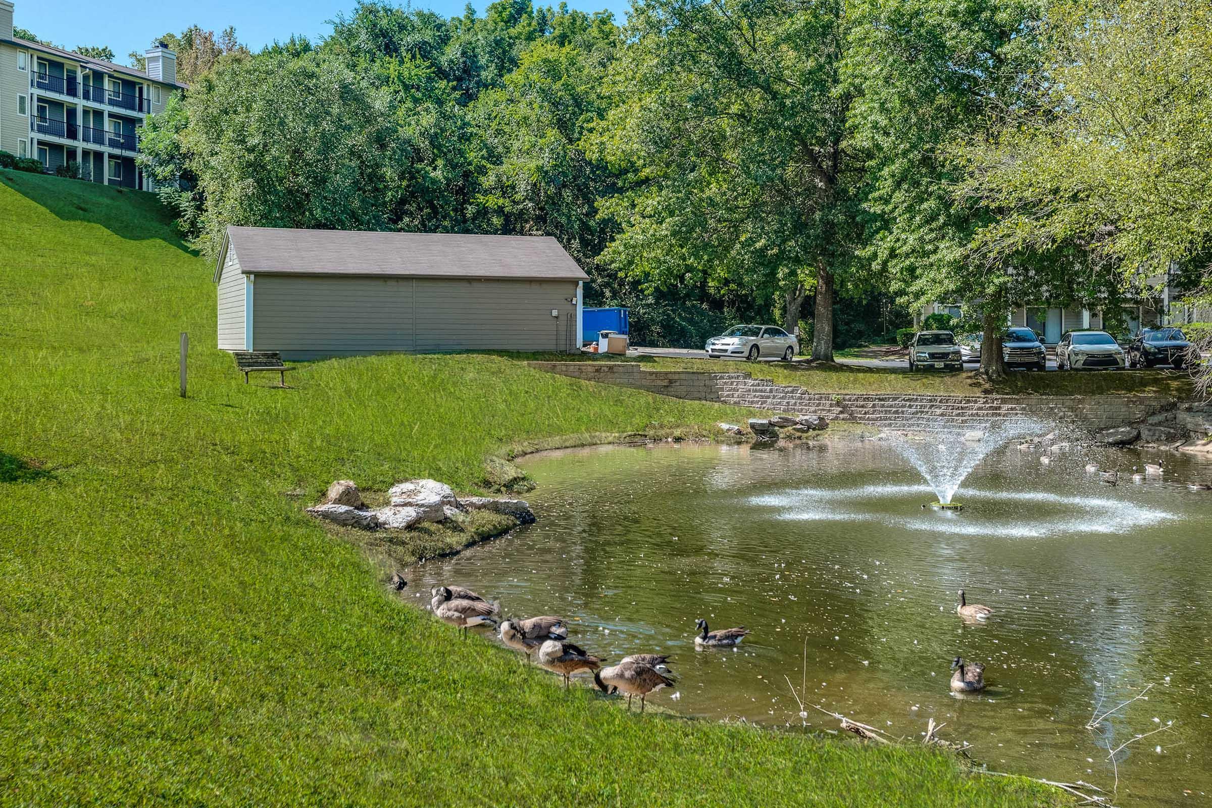 A serene pond surrounded by lush green grass, featuring a small fountain in the center. Several ducks are resting along the water's edge. In the background, there is a modest shed and a multi-story building peeking through the trees, along with parked cars nearby.