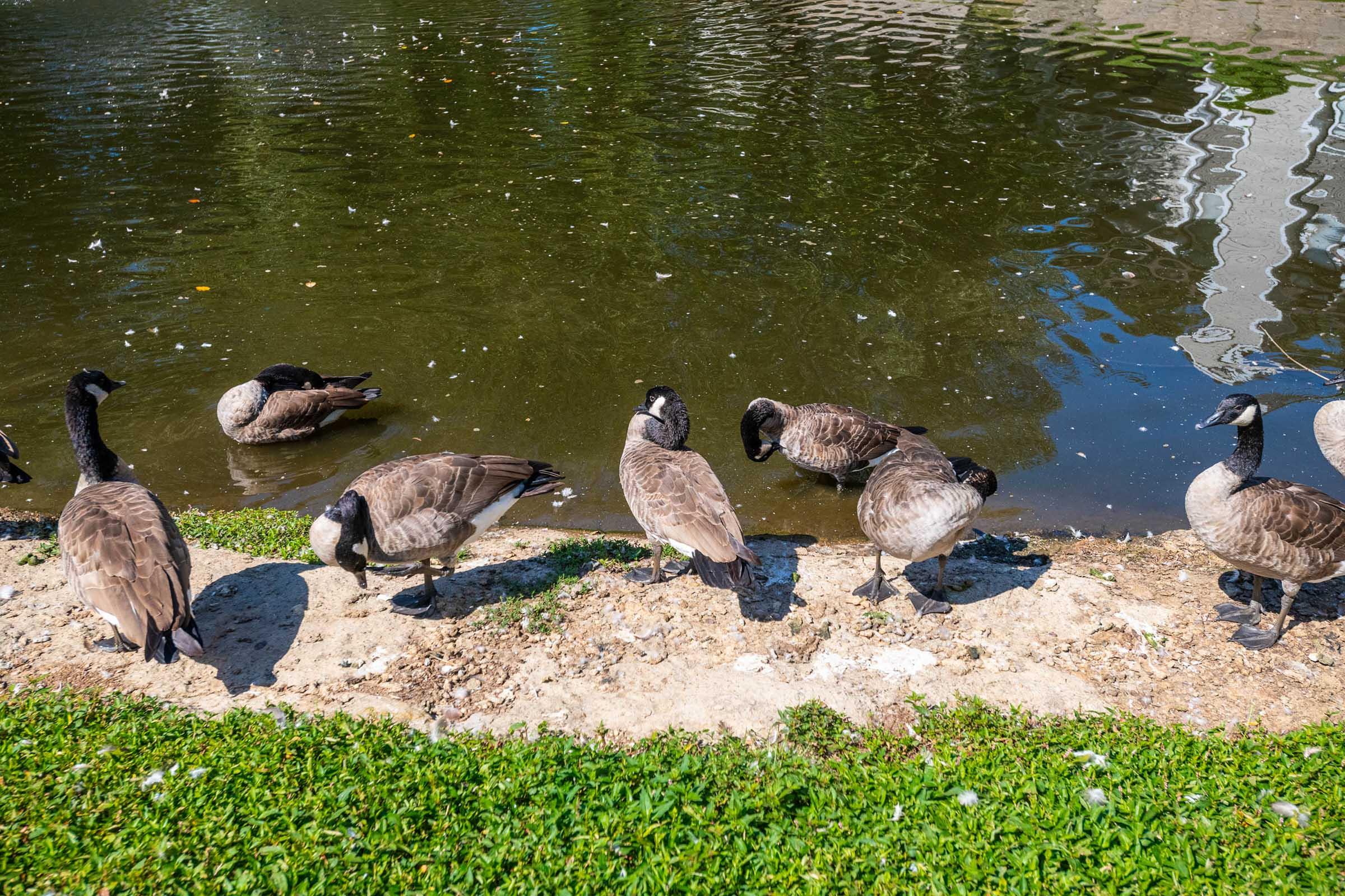 A group of Canada geese gathered by the edge of a pond, standing on the grassy shore and partially in the water. The geese are in various poses, some facing towards the water and others standing still, with reflections shimmering on the surface. Nearby, debris can be seen in the water.