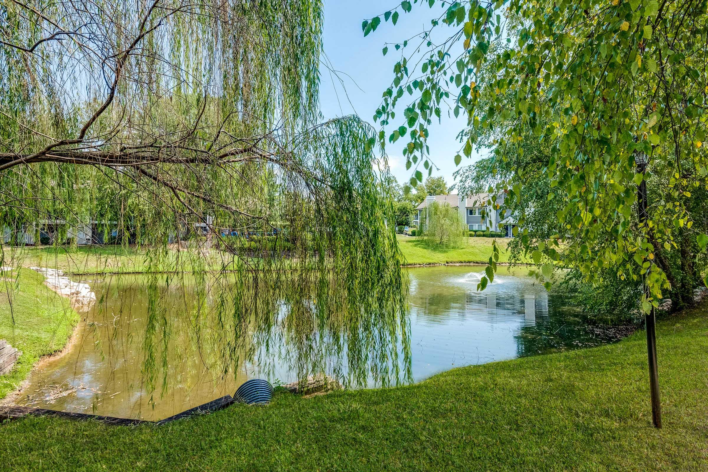 Lush green landscape featuring a calm pond surrounded by trees. A weeping willow leans over the water, while vibrant greenery and bright blue sky reflect a peaceful, serene environment. Ideal for relaxation or nature observation.