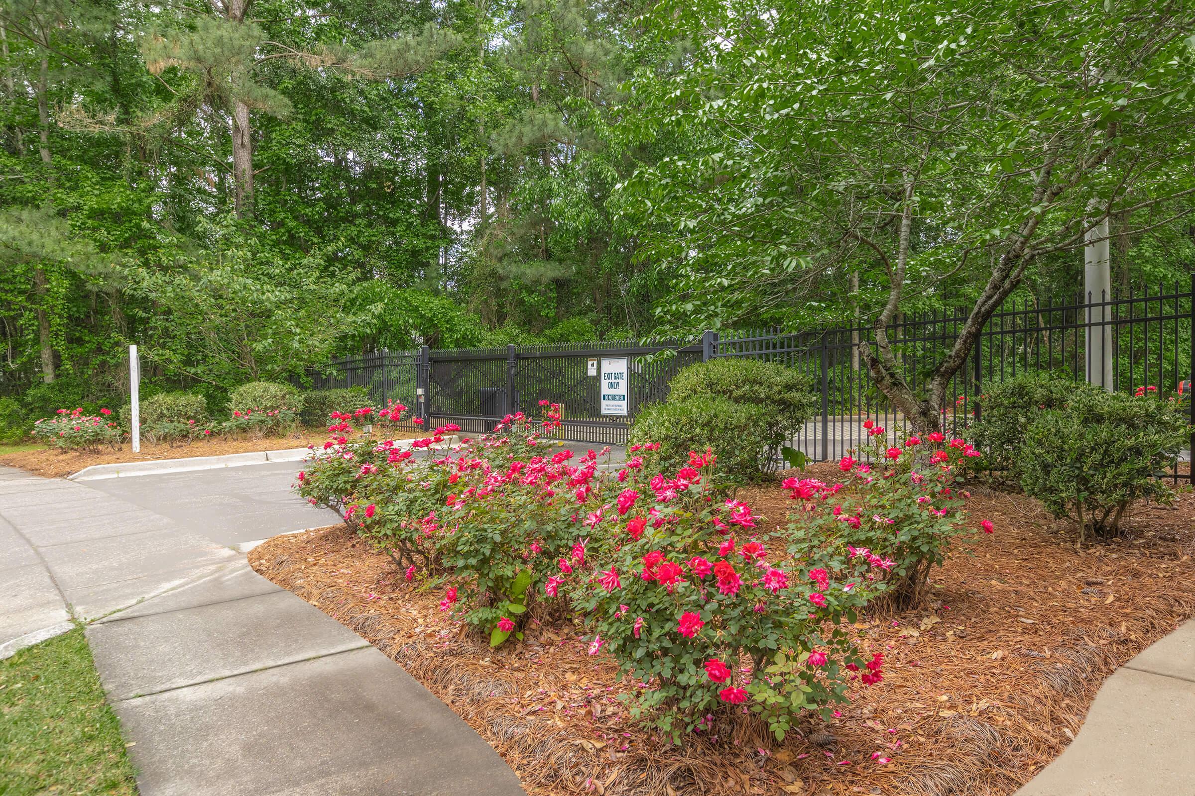 a close up of a flower garden