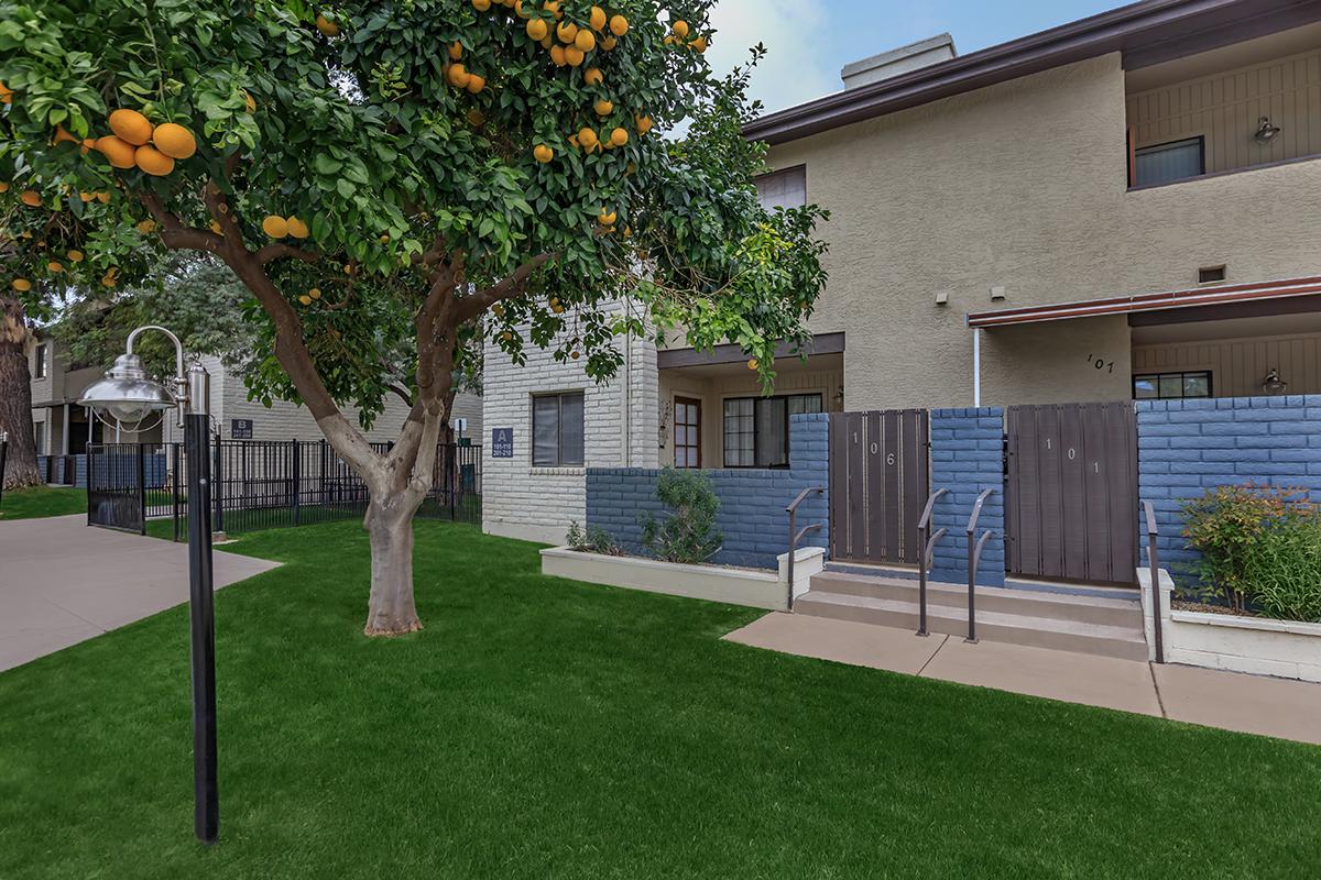 A well-maintained outdoor area featuring a grassy lawn, a tree bearing oranges, and an apartment building with two dark wooden doors on the ground level. A black lamppost stands nearby, adding to the inviting atmosphere.