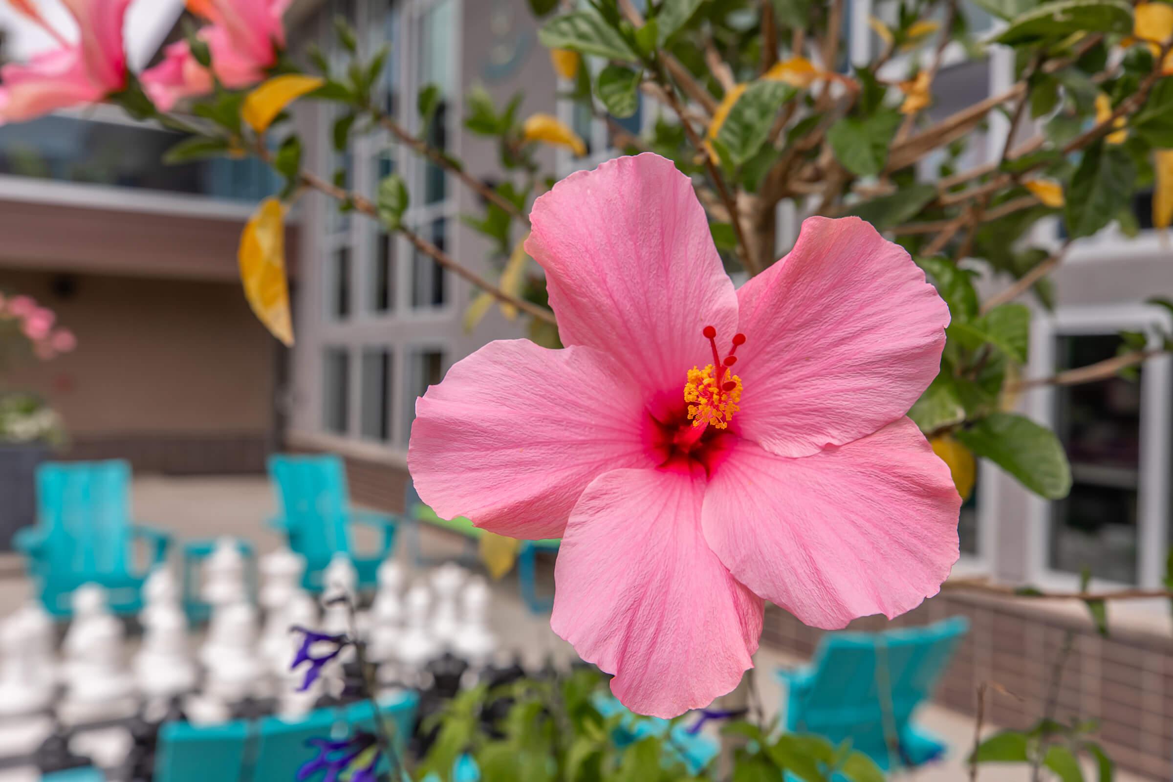 A close-up of a vibrant pink hibiscus flower with yellow and green leaves in the background. The flower's petals are wide and soft, featuring a central cluster of yellow stamens. Blurred in the background are teal chairs and a chess set, adding to the garden aesthetic.