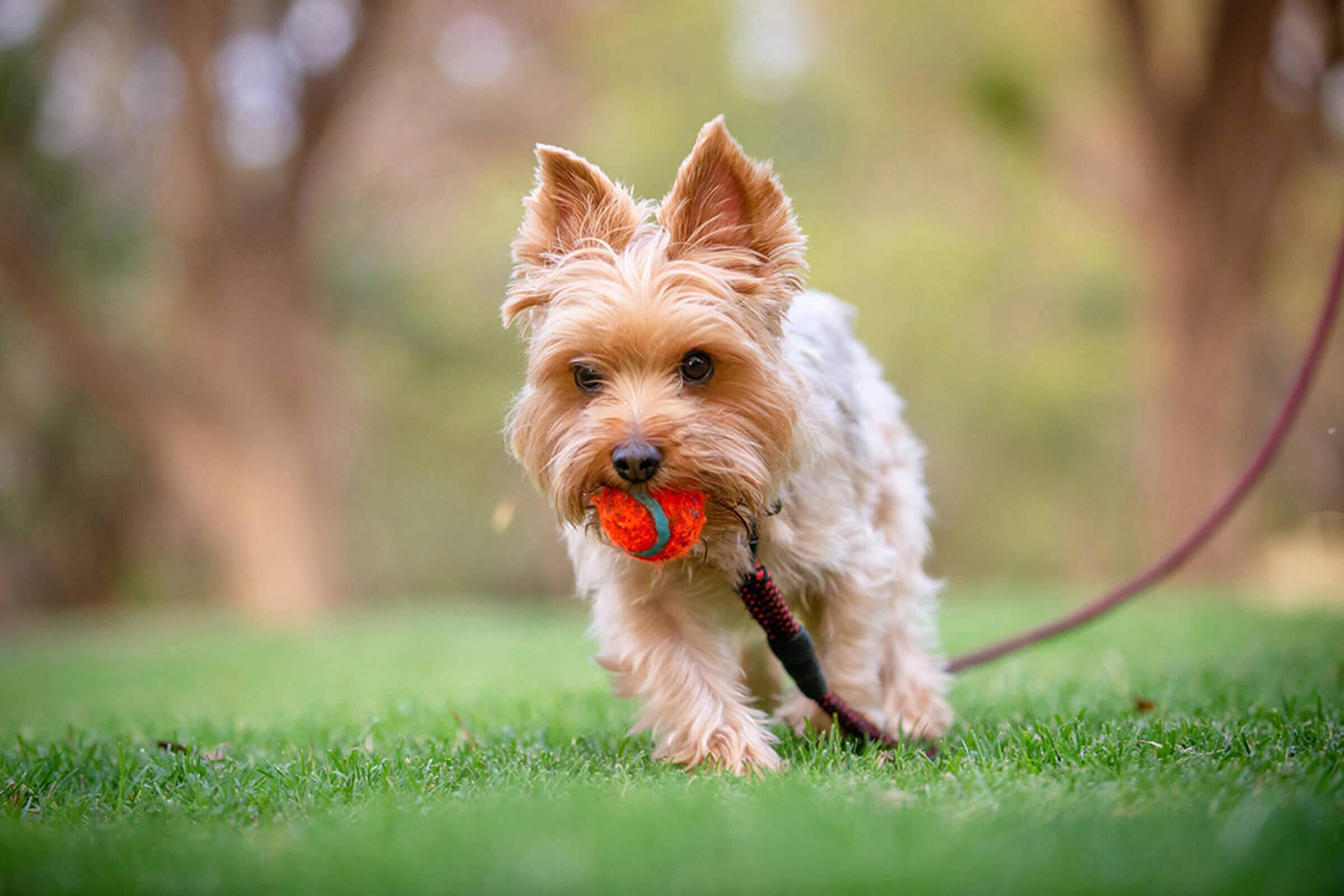 a dog sitting in the grass