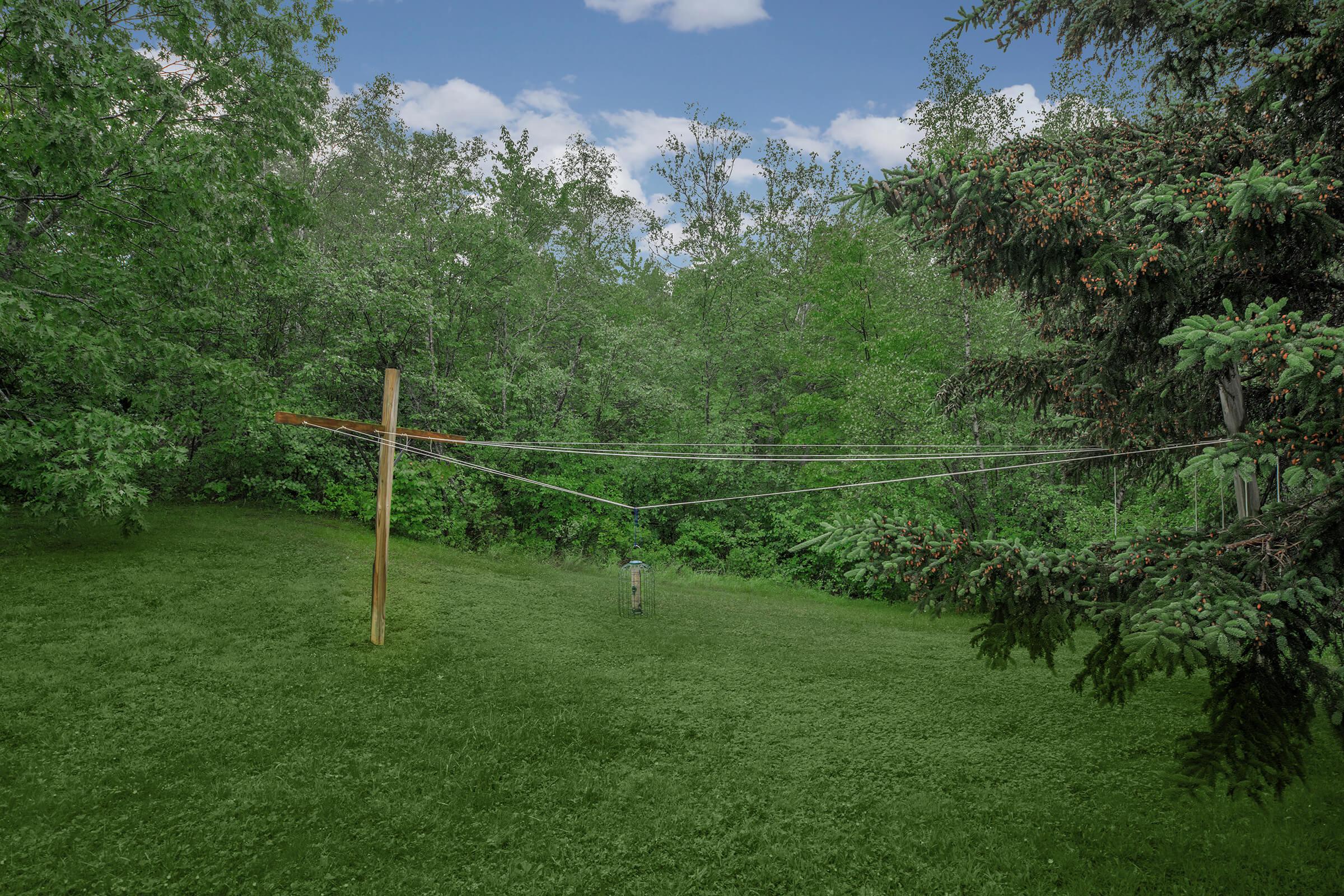 a tree in the middle of a lush green field