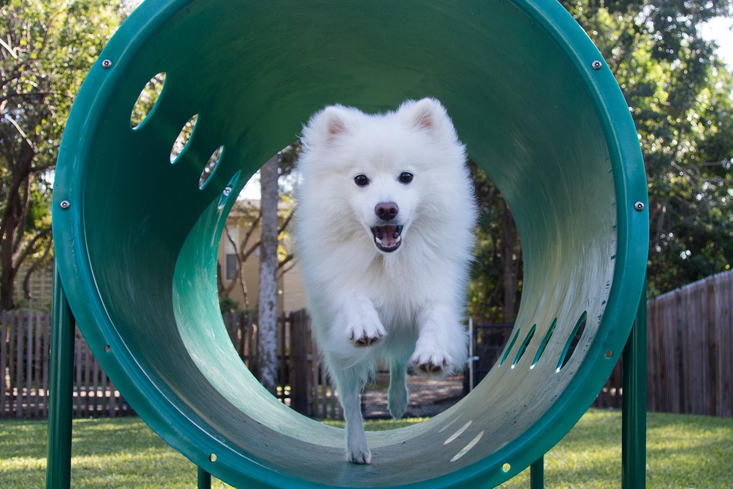 a dog sitting on top of a green fence