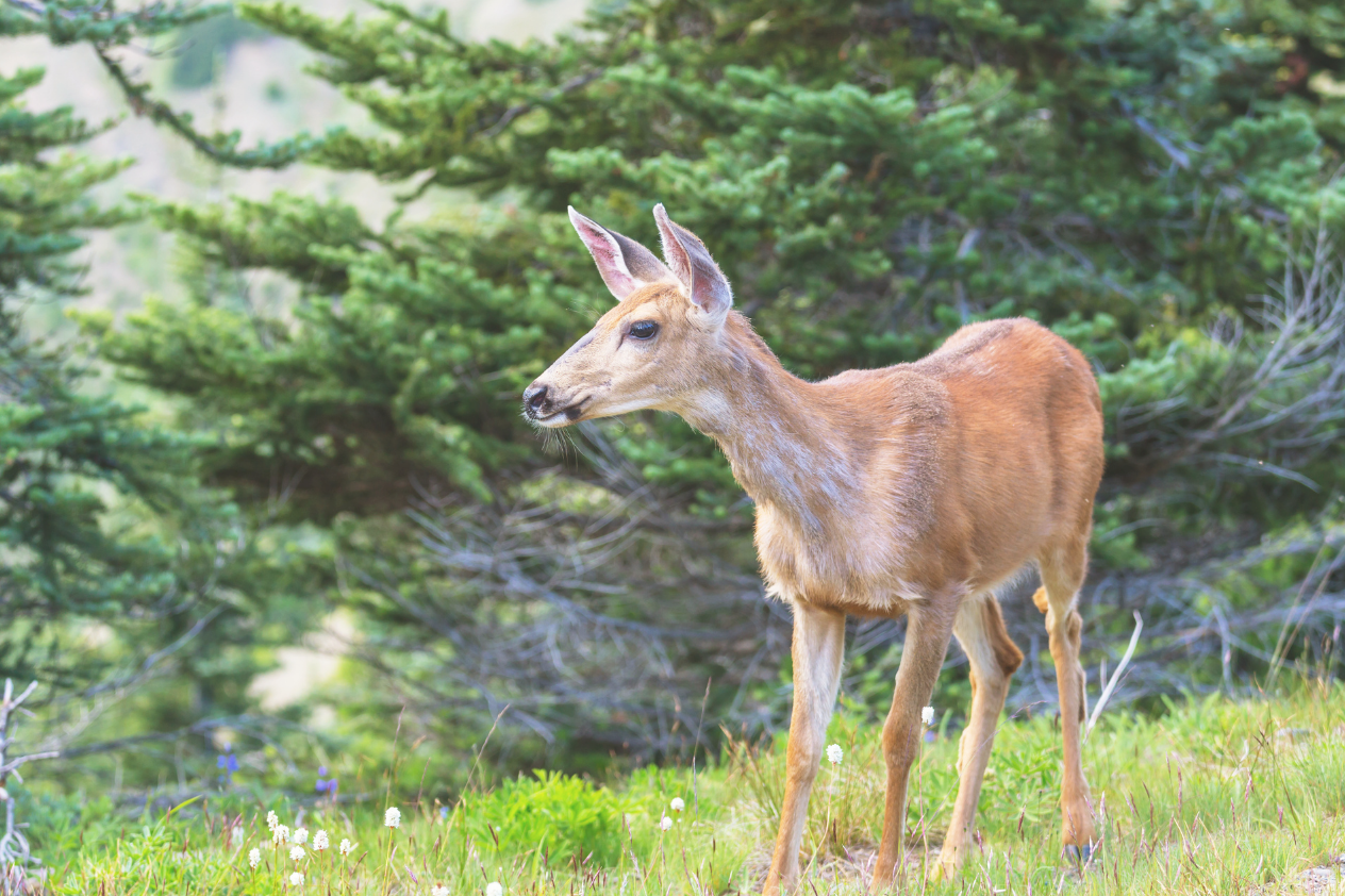 A young deer stands in a grassy area surrounded by green trees. Its ears are perked up, and it has a curious expression. Wildflowers are scattered in the foreground, adding to the natural setting. The scene captures a moment in a serene forested environment.