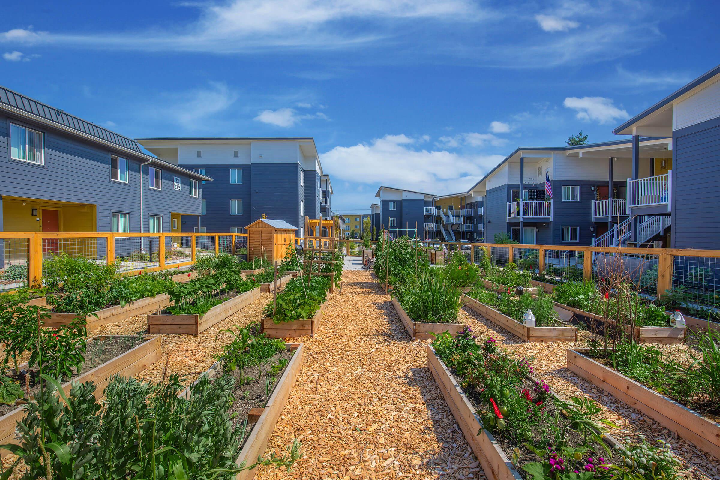 A community garden featuring raised garden beds filled with various plants, surrounded by residential buildings. Clear blue skies and a pathway of wood chips lead through the garden, enhancing the vibrant greenery and inviting atmosphere. A small shed is nestled among the plants.