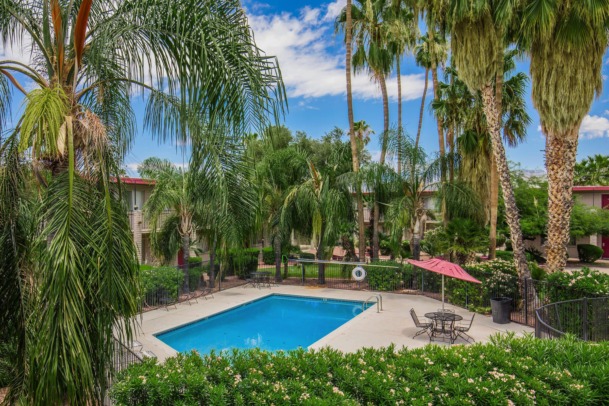 a pool next to a palm tree