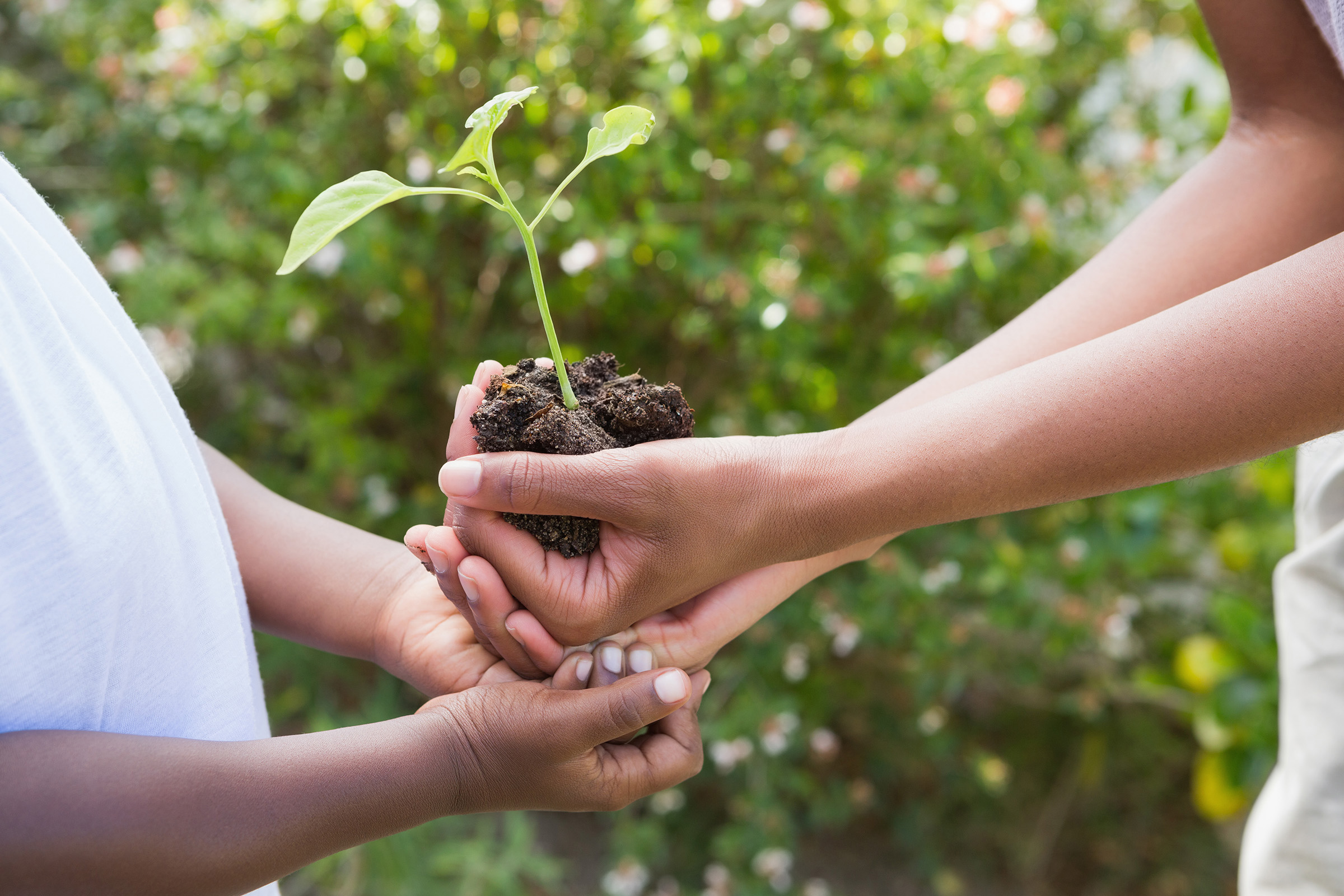 a hand holding a flower