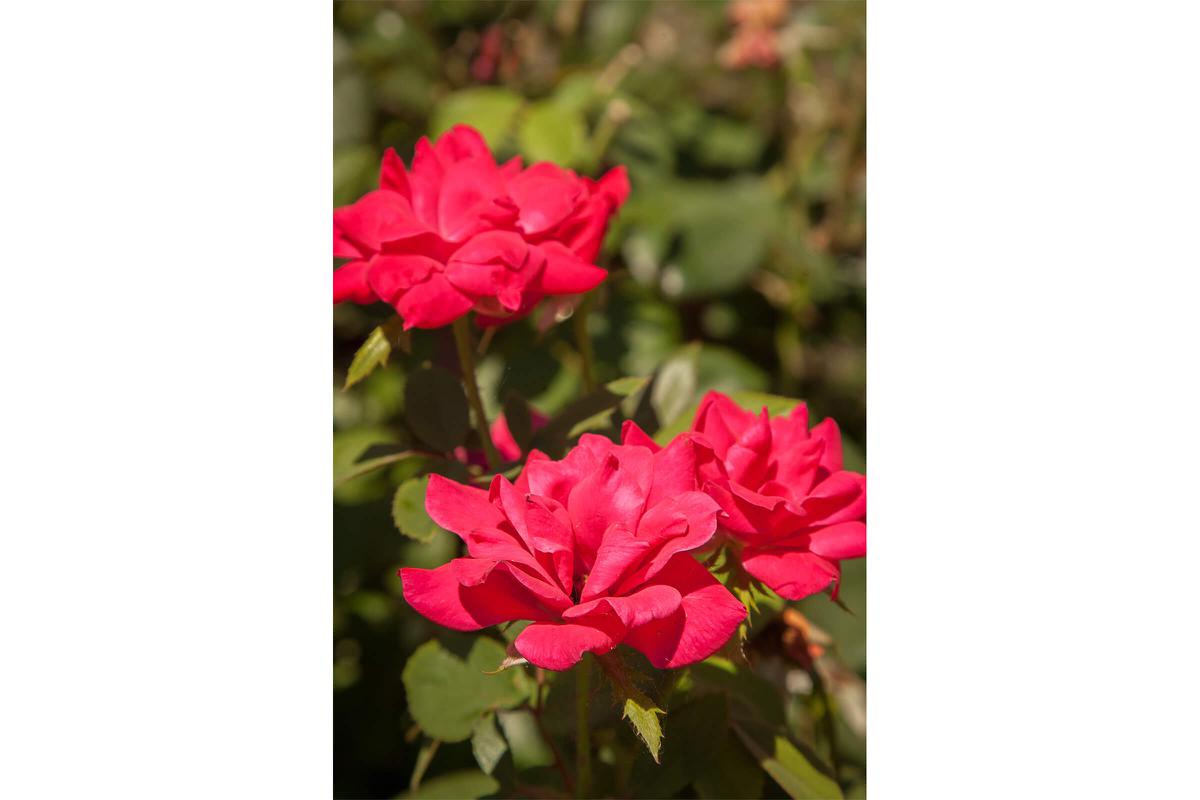 red flowers