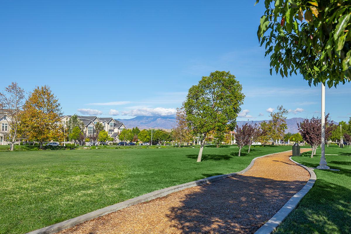 a tree in a park