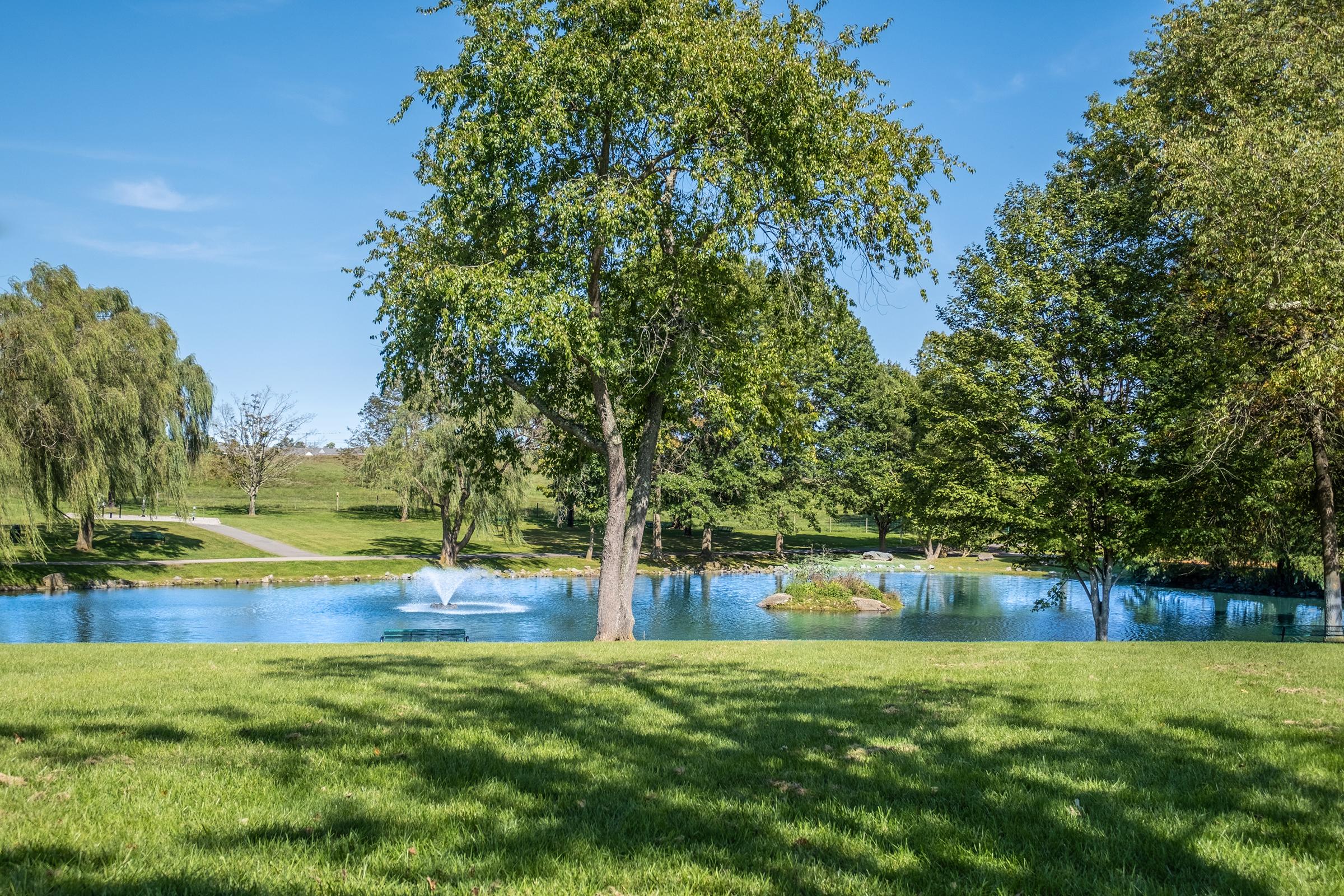 a tree in a grassy area next to a body of water