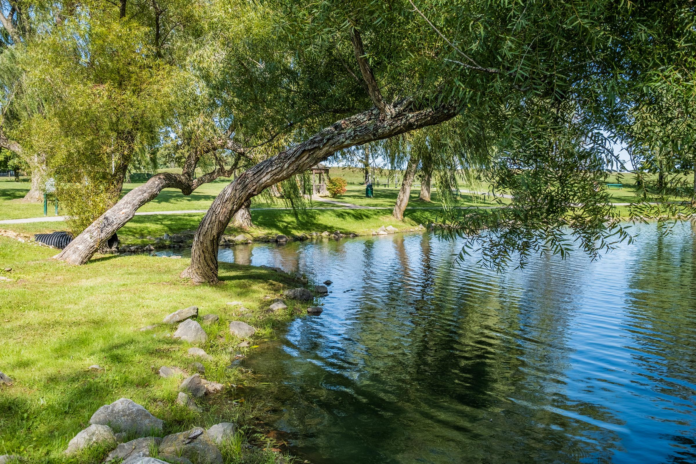 a body of water surrounded by trees