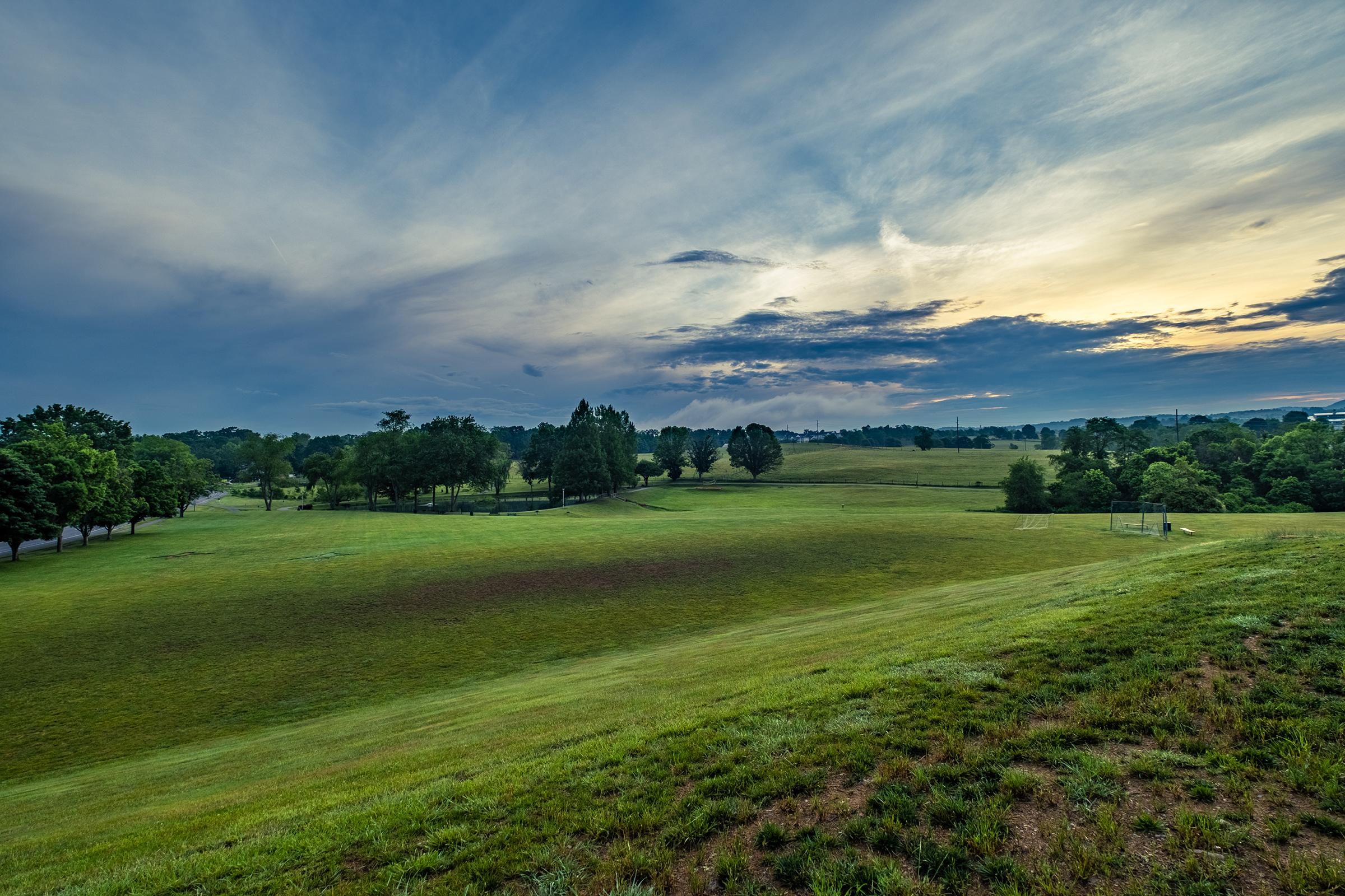 a close up of a lush green field