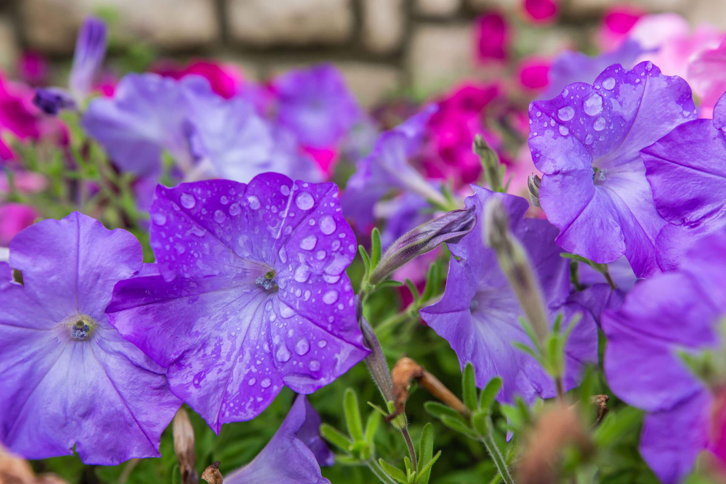 a close up of a purple flower