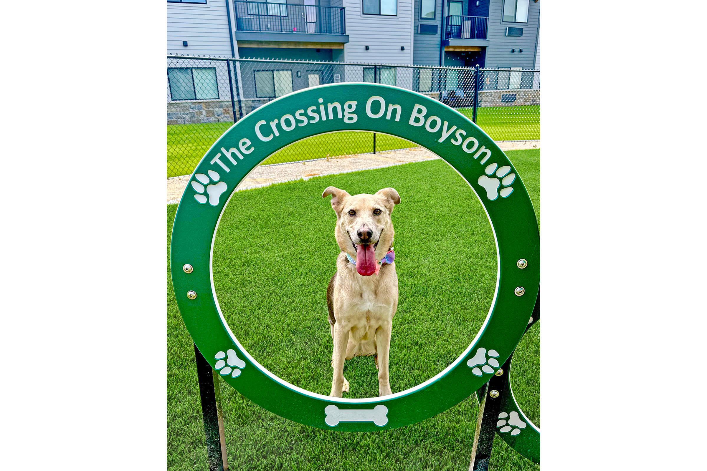 A playful dog stands in front of a green circular sign that reads "The Crossing On Boyson." The background features a grassy area and a building. The dog appears happy, with its tongue out, showcasing a friendly demeanor in a pet park setting.