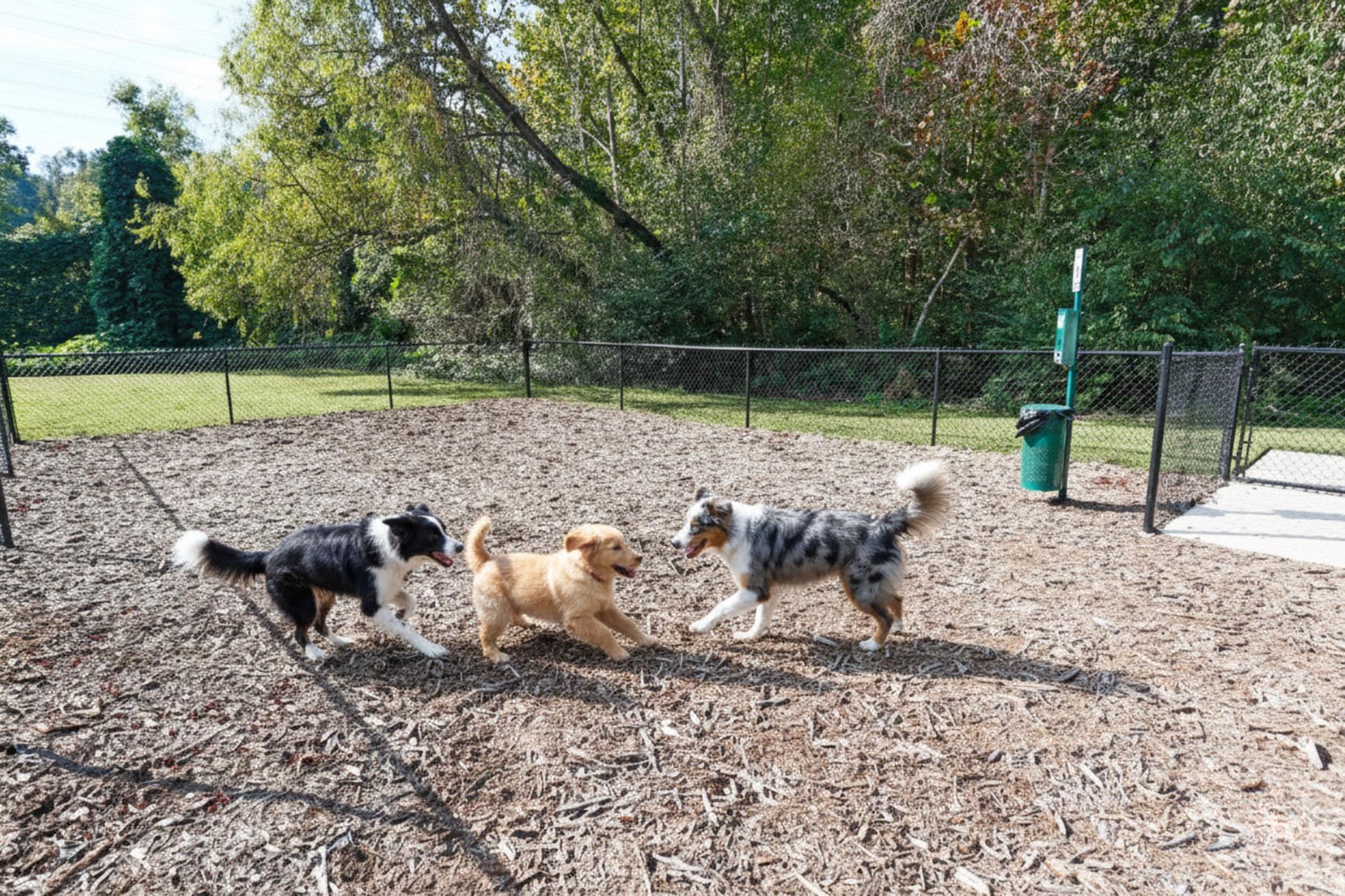 Three dogs playing in a fenced-in area: a black and white border collie, a golden retriever puppy, and a blue merle Australian shepherd. They are surrounded by trees and grass, with a gravel ground and a trash bin visible in the background. The scene captures a joyful moment of playfulness among the dogs.