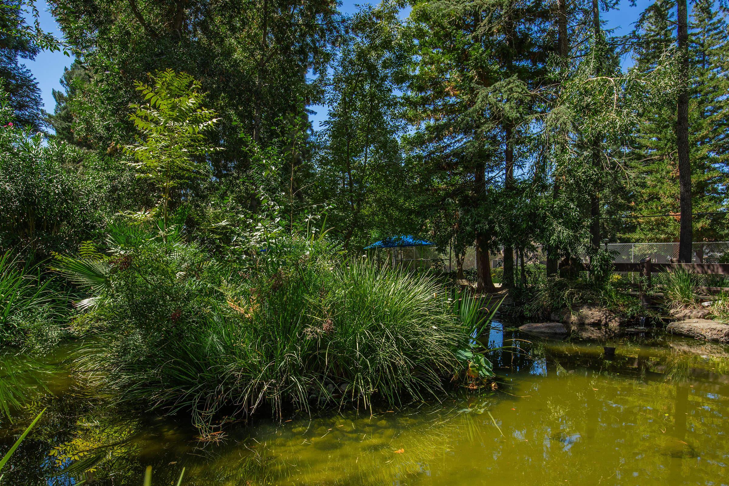 a tree in front of a pond