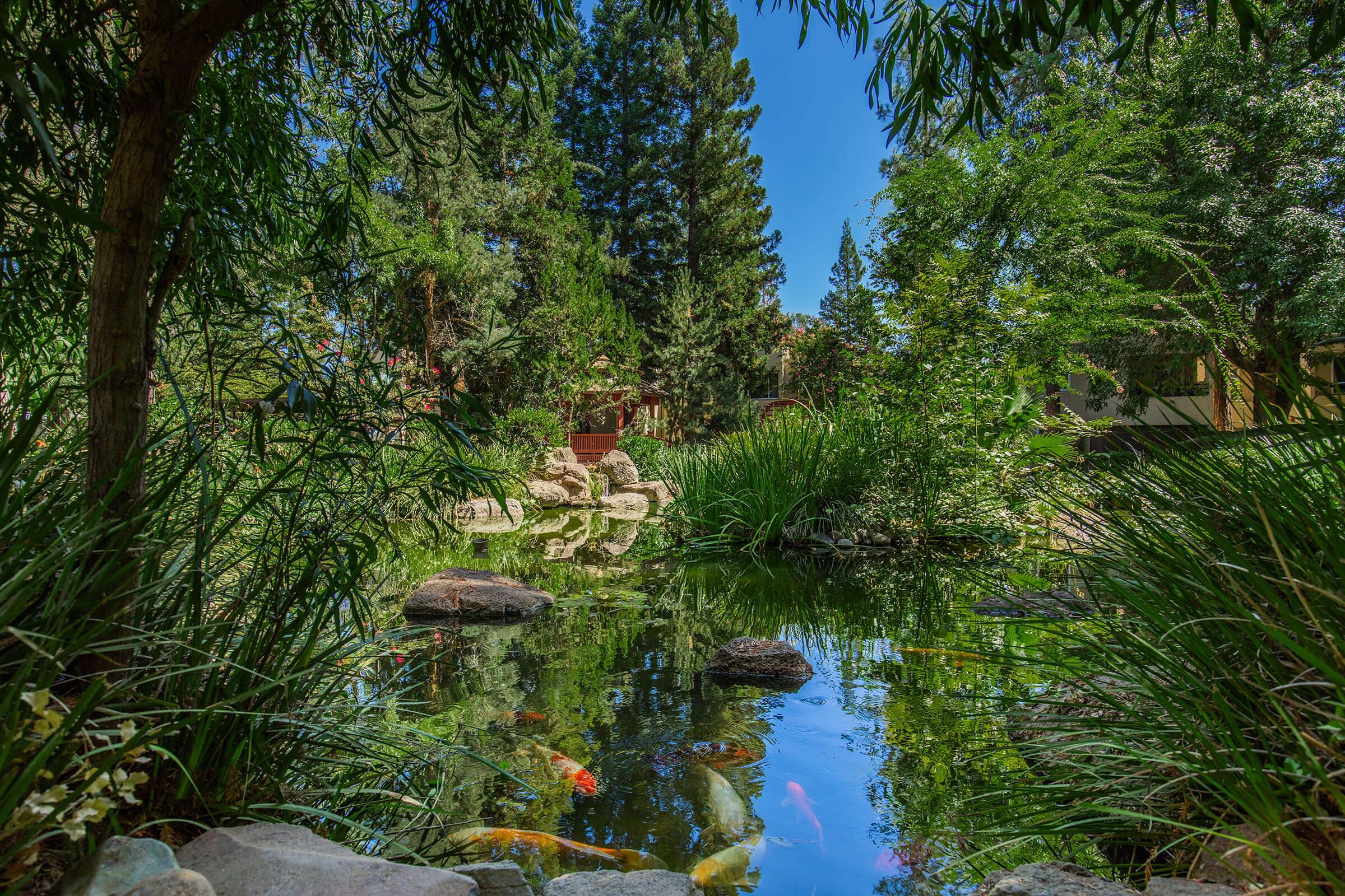 a pond surrounded by trees