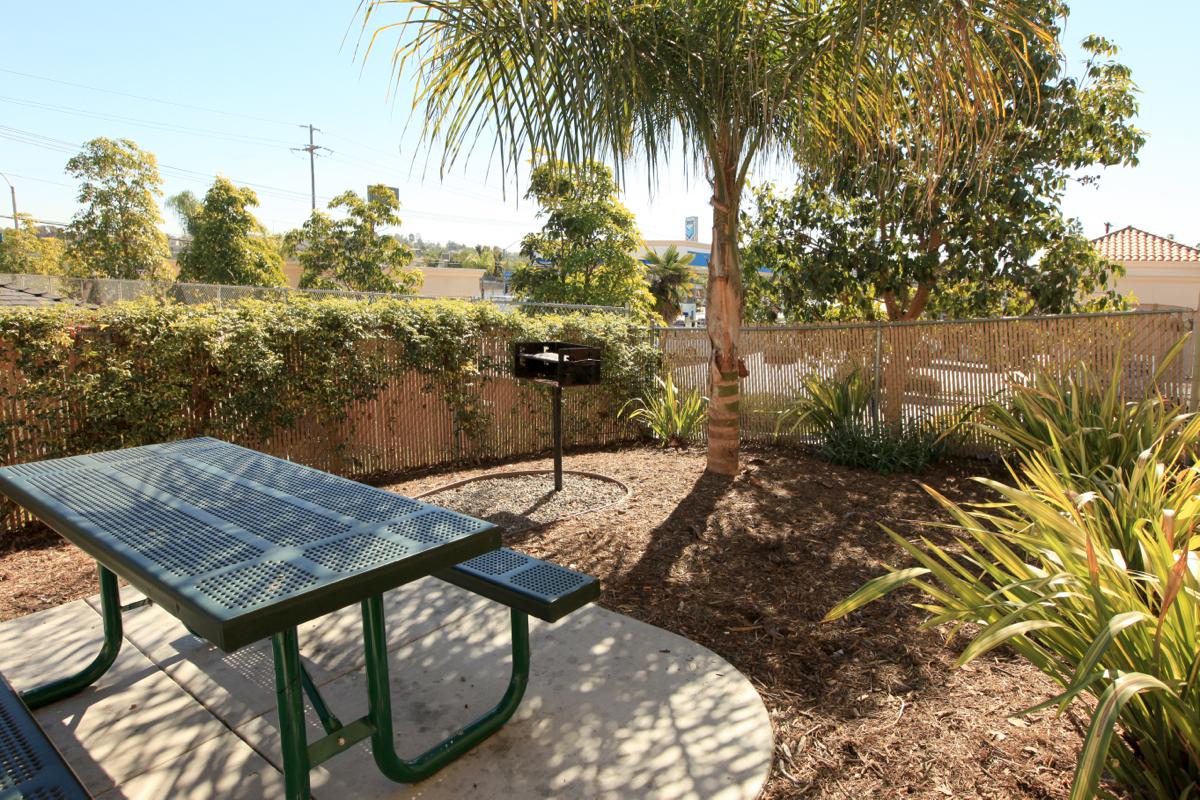 an empty park bench next to a palm tree