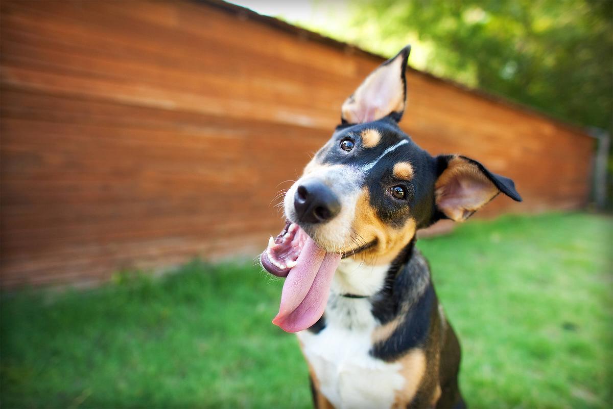 Dog-iStock-467923438.jpg