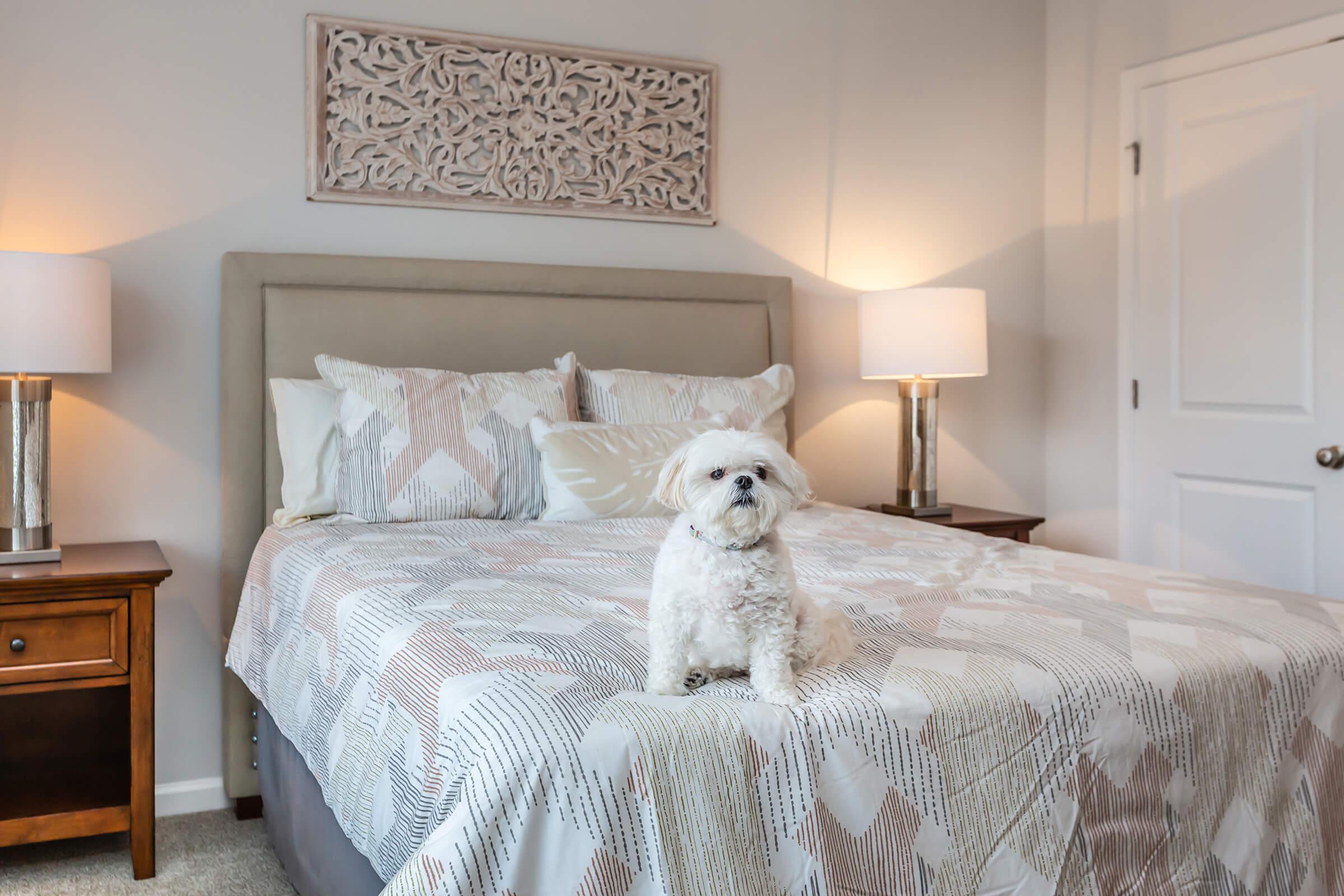 a bedroom with a bed and looking at the camera