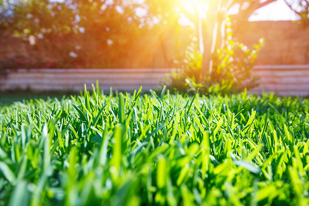 a close up of some grass