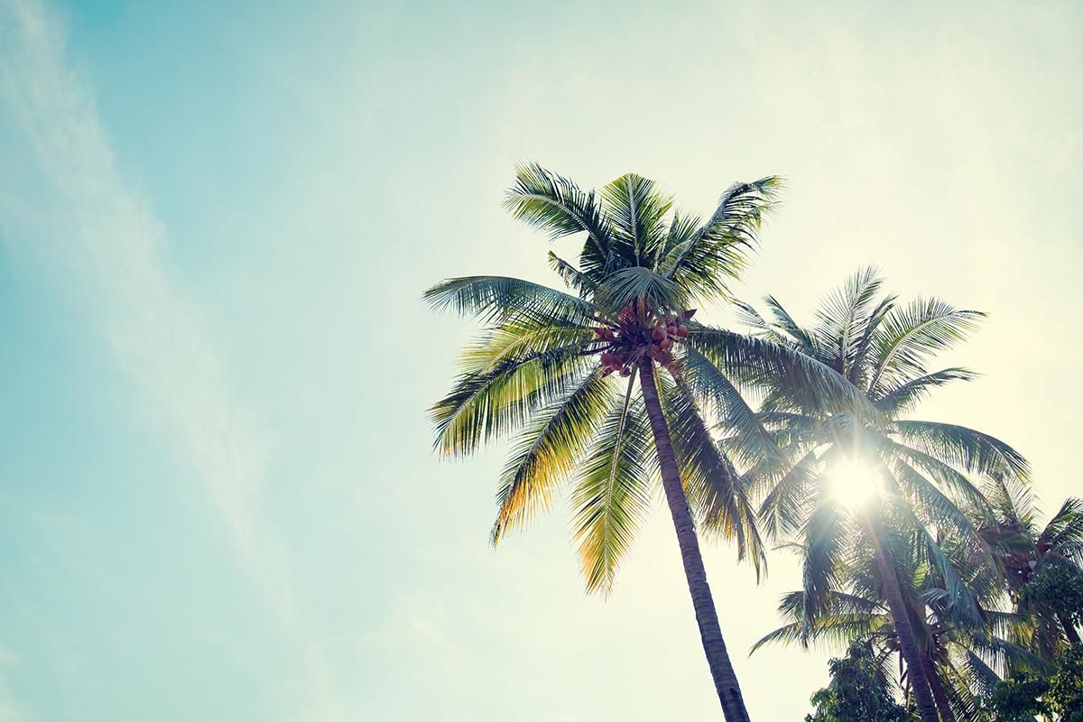 a group of palm trees next to a tree