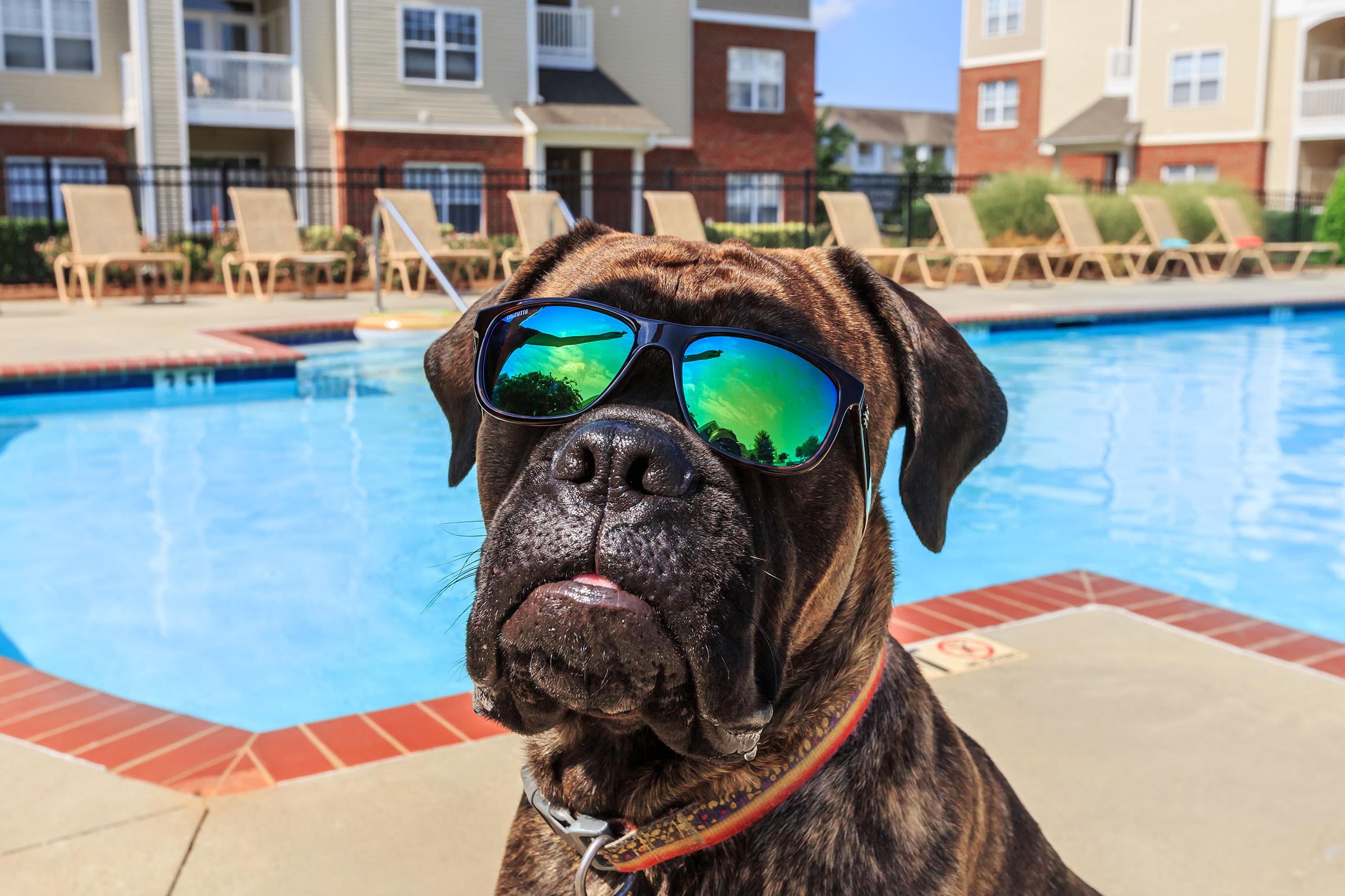 Stay cool with your furry companion at Bradford Park in Rock Hill, South Carolina