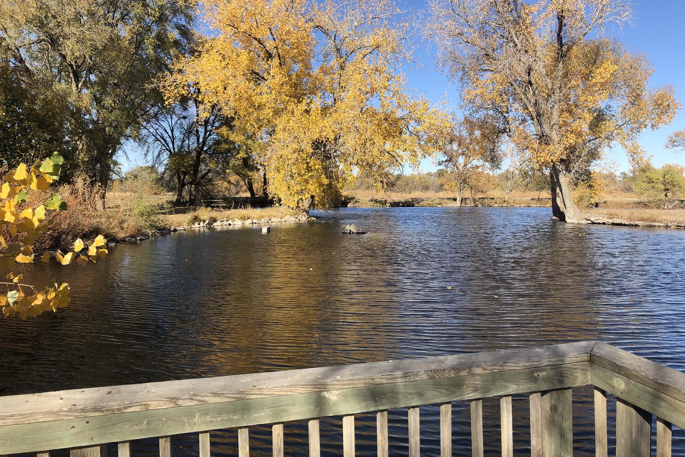 A peaceful autumn scene by a lake, featuring calm waters reflecting bright blue skies and vibrant yellow trees. A wooden railing in the foreground adds depth, while scattered rocks and gentle vegetation frame the tranquil landscape.
