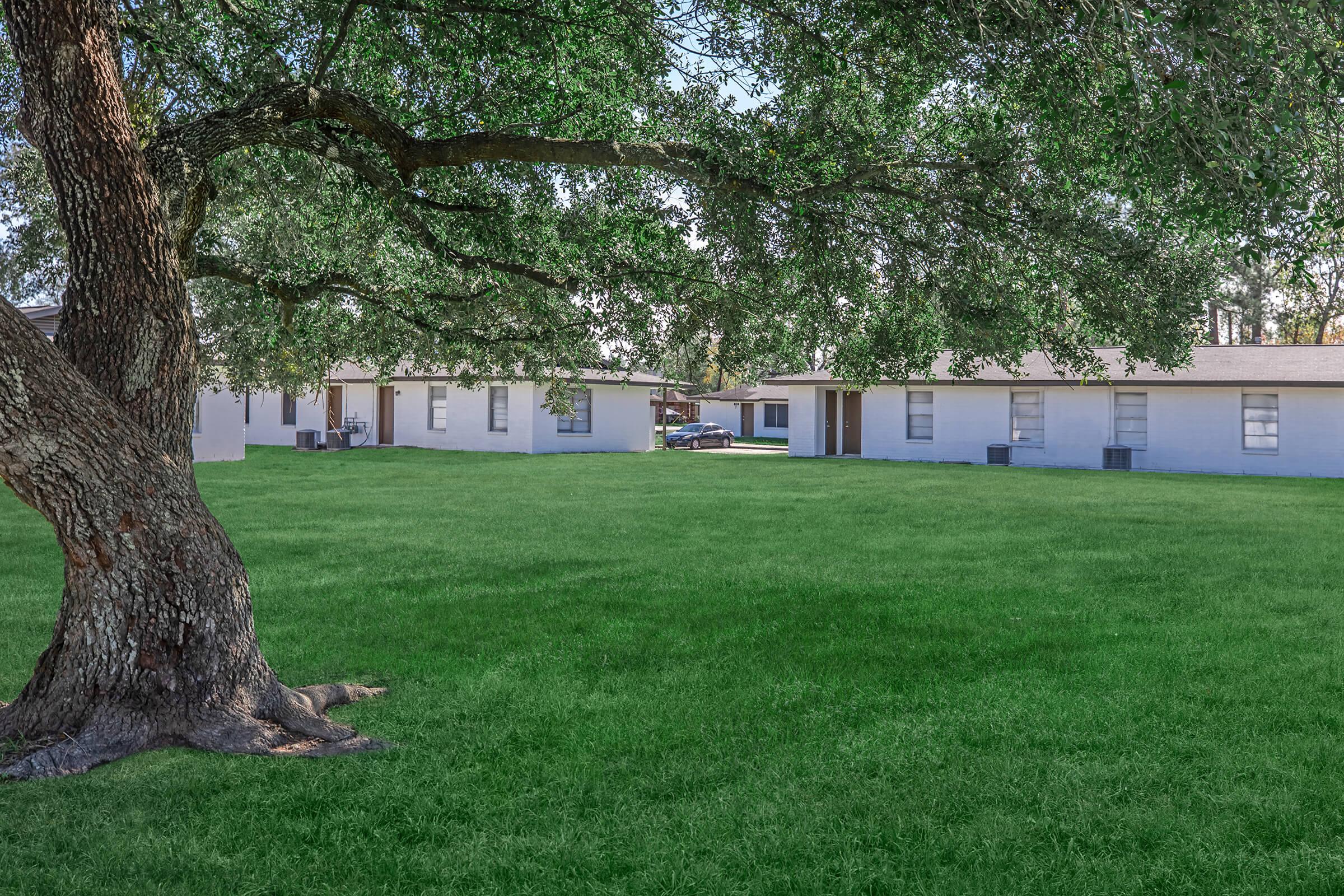 a tree in a grassy field