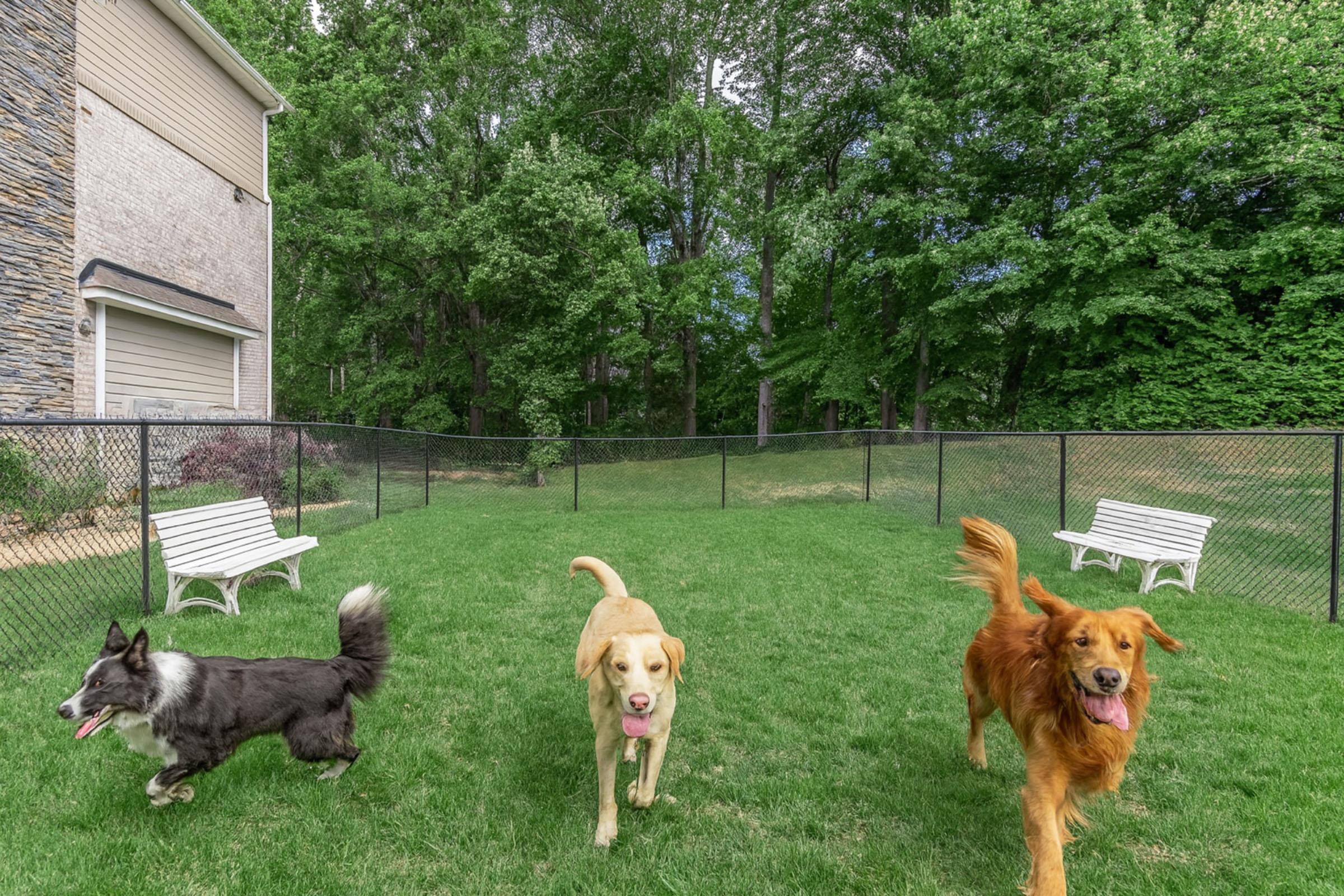 Three dogs playing in a grassy yard. A black and white border collie, a yellow Labrador retriever, and a golden retriever are running together, all looking happy. In the background, there are benches and a green leafy backdrop with trees and a residential building.