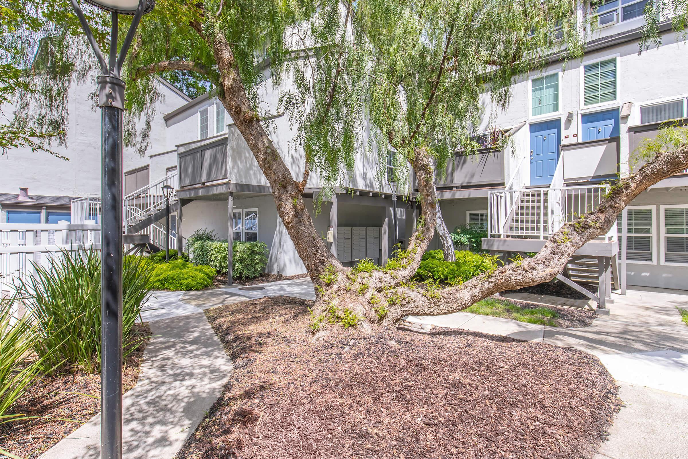 A sunny courtyard featuring a large, twisted tree with sprawling branches, surrounded by landscaped greenery and a walkway. In the background, there are multi-level buildings with balconies and blue doors, contributing to a peaceful residential atmosphere.