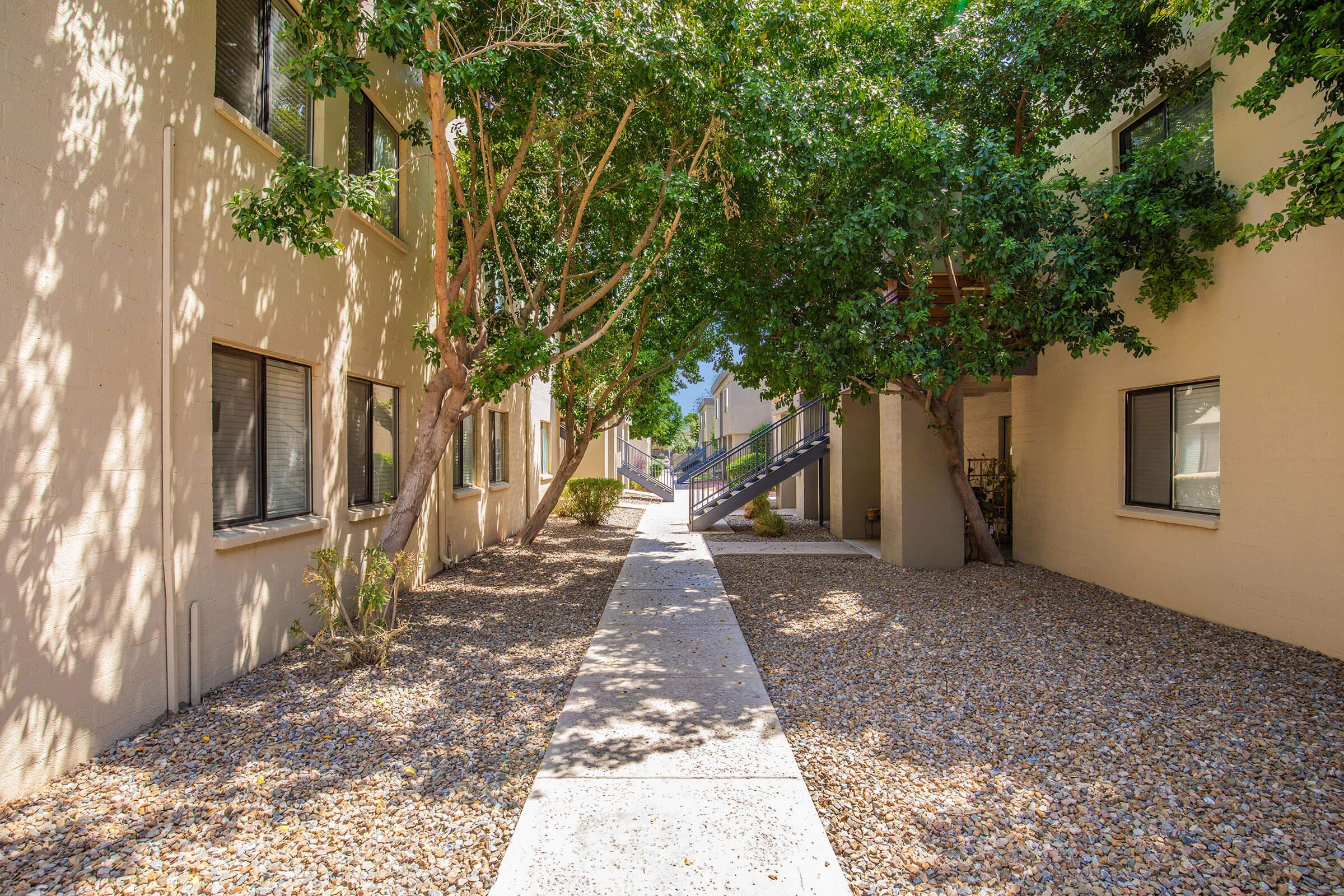 a tree on a sidewalk