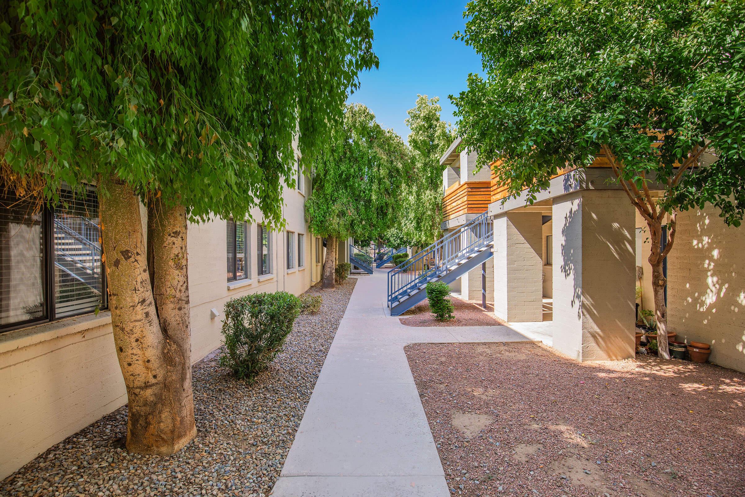 a tree on a sidewalk