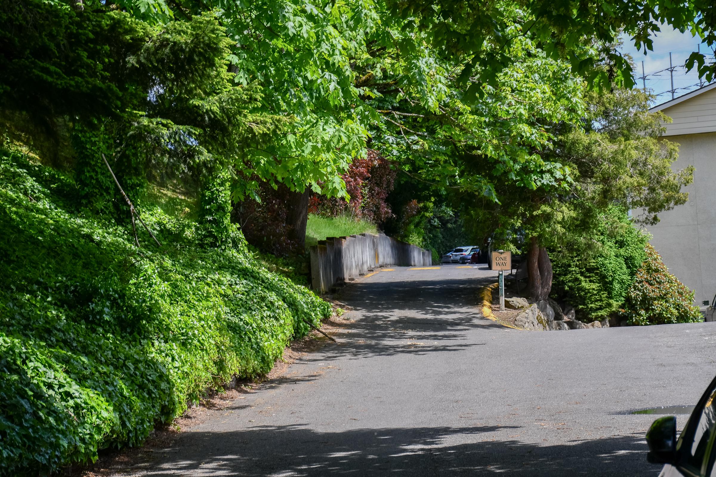 A narrow, tree-lined road leads into the distance, with vibrant green foliage framing both sides. A sign indicating "No Outlet" is visible on the right. The pavement is slightly shaded by the trees above, and the scene conveys a peaceful, secluded atmosphere.