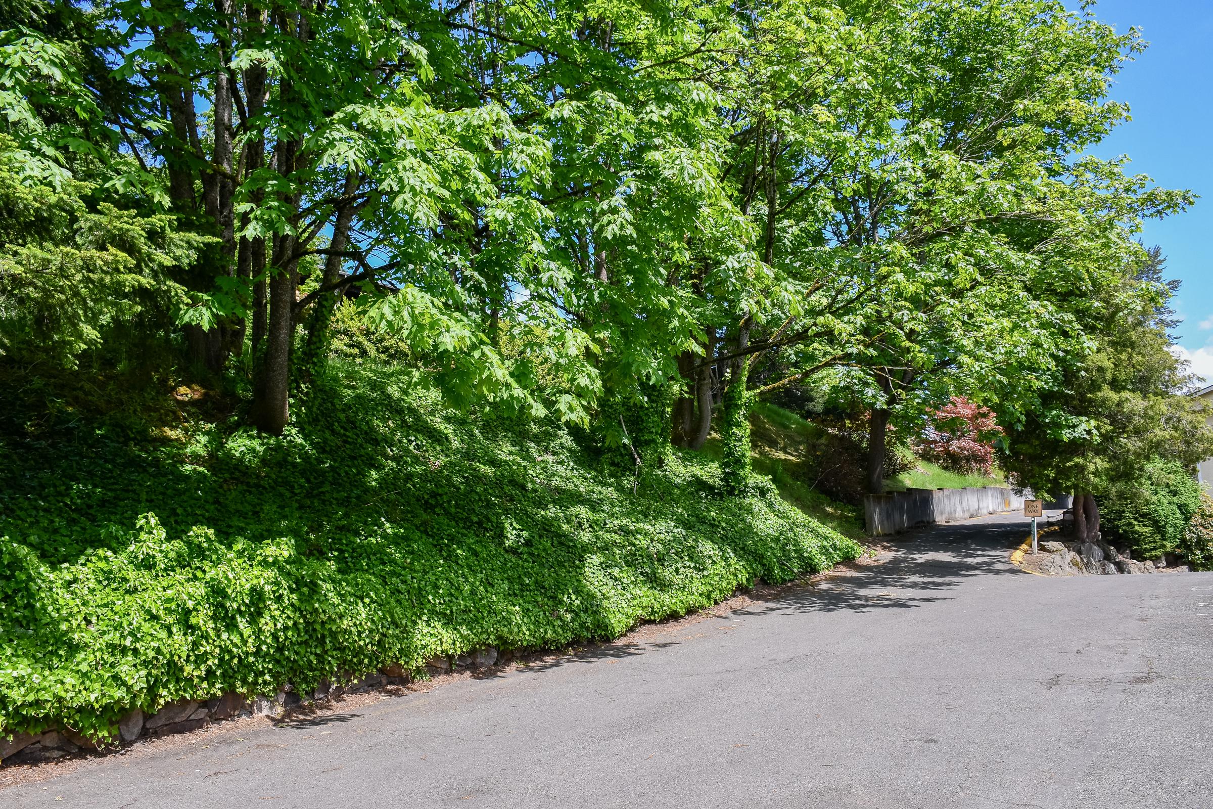 A peaceful scene of a tree-lined street with lush green foliage and ivy-covered ground. Bright sunlight filters through the leaves, casting shadows on the asphalt road, which gently curves away. Nearby trees provide a natural border, enhancing the tranquil atmosphere.