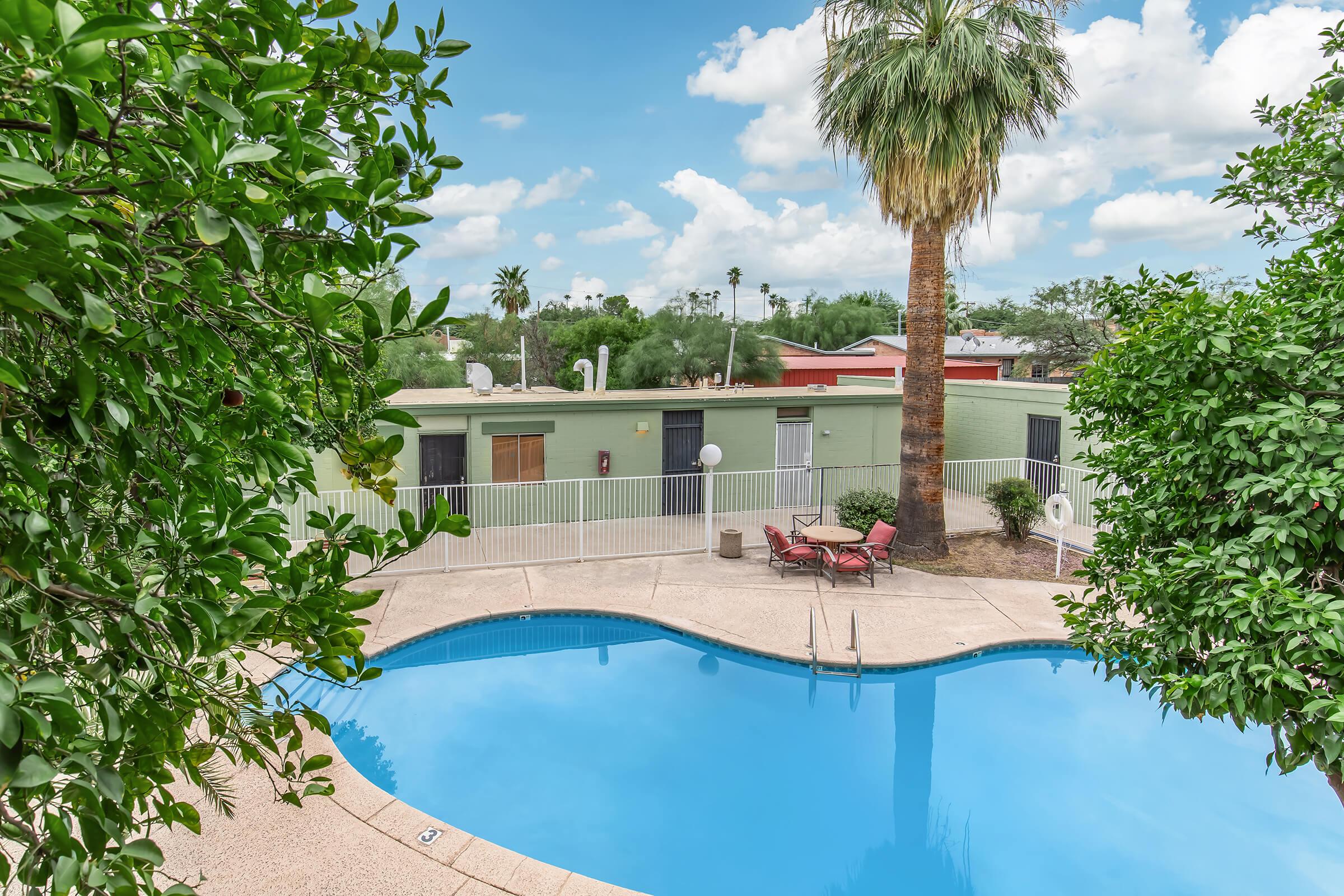 a pool next to a palm tree