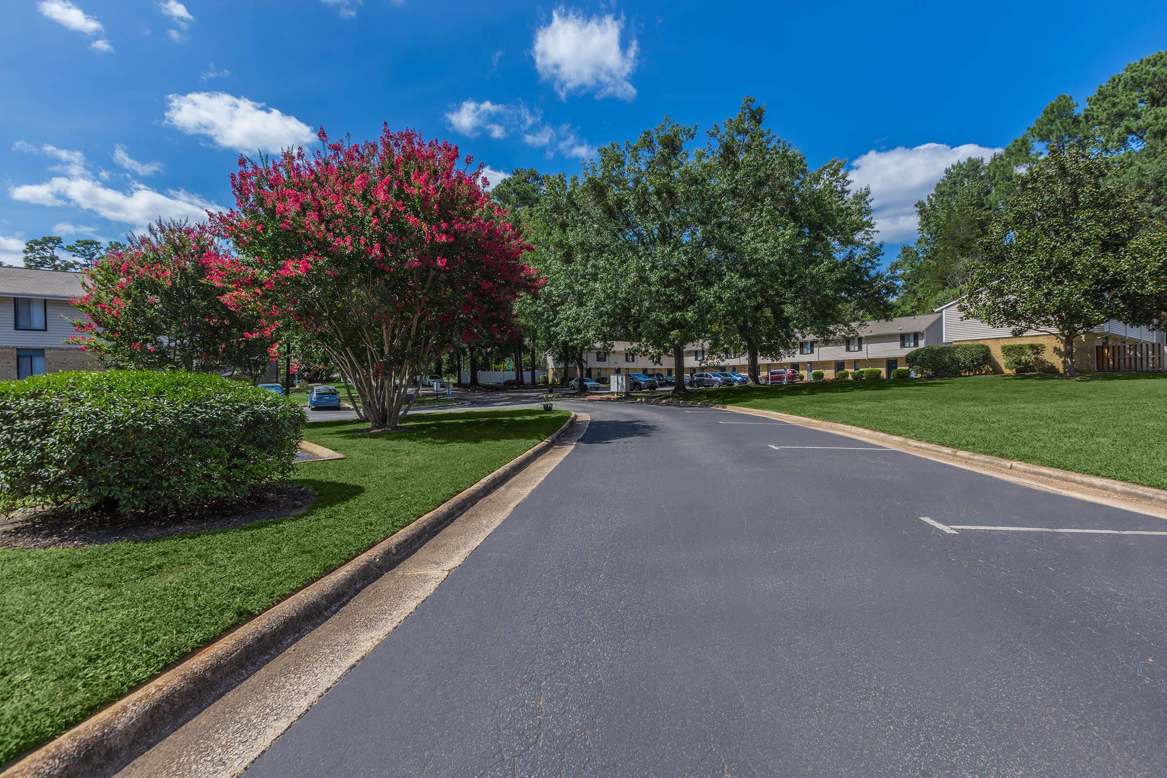 a path with trees on the side of a road