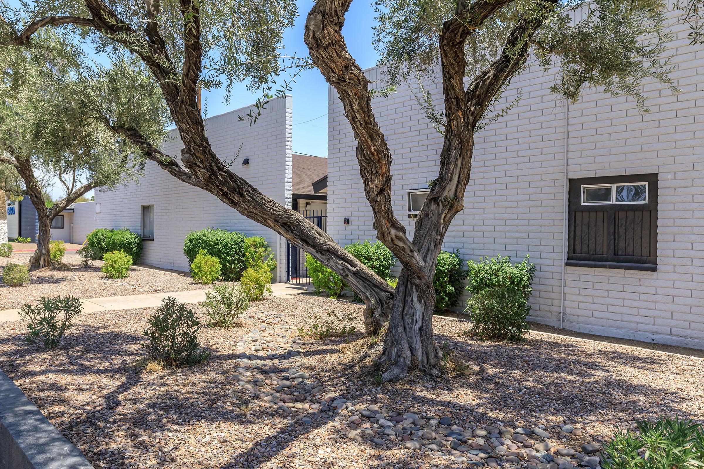 a tree in front of a house