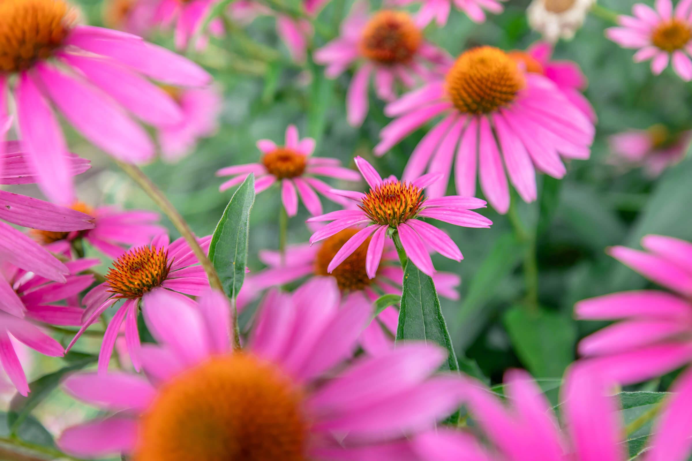 a close up of a flower