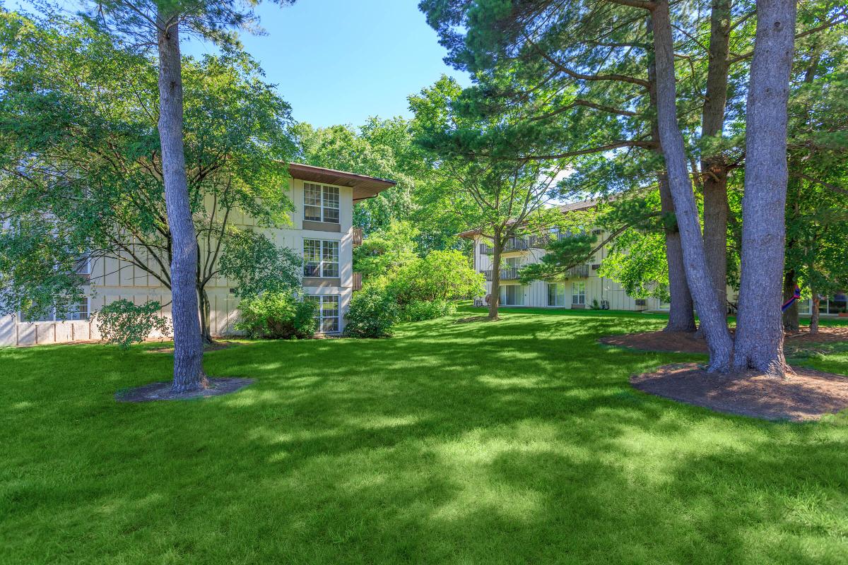 a large lawn in front of a tree