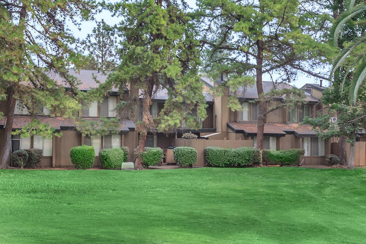 a large green tree in front of a building