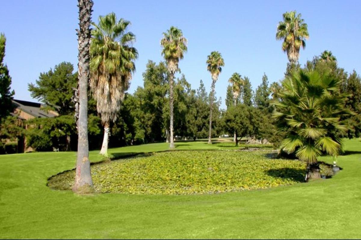a green plant in a park