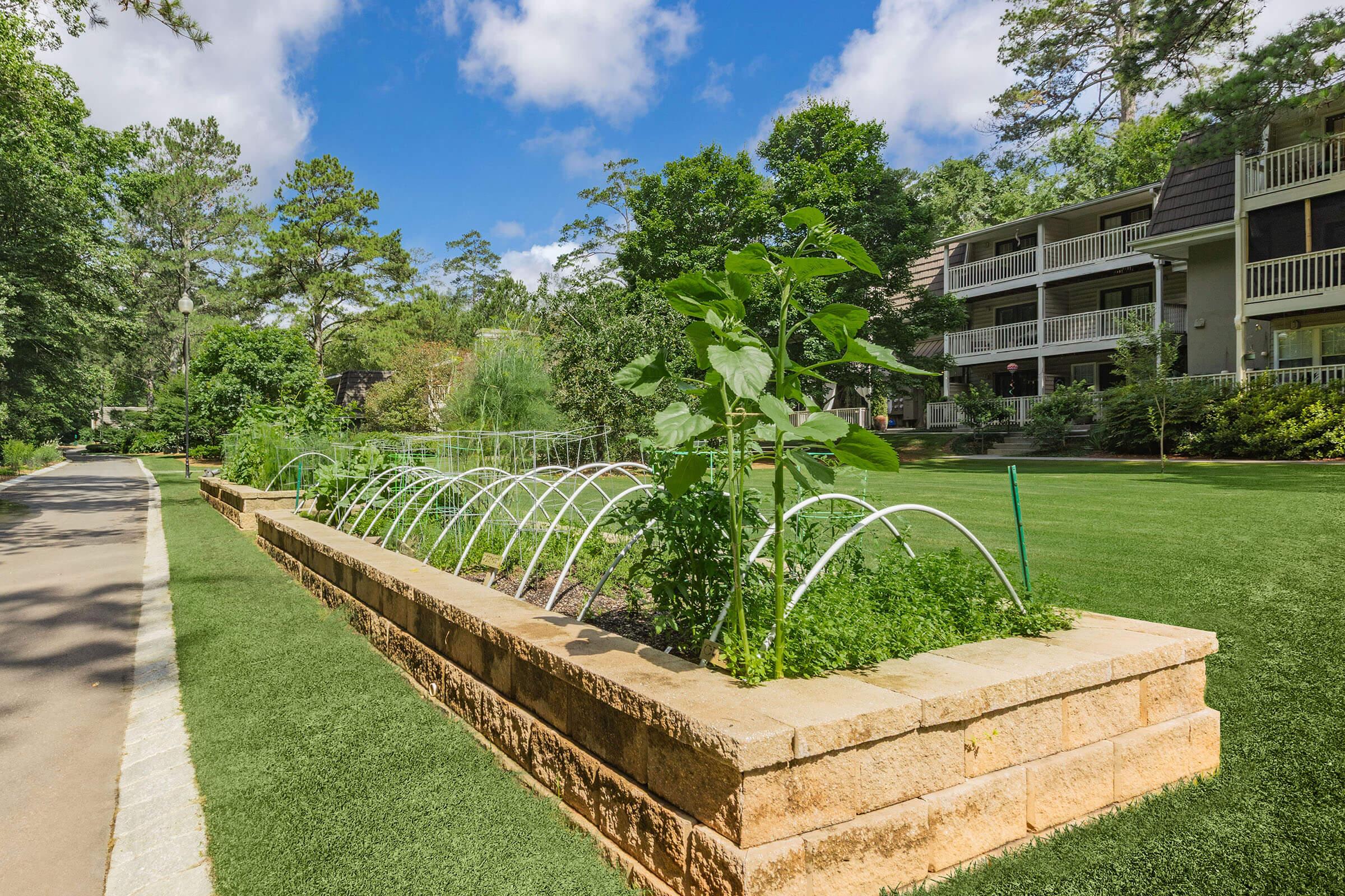A lush garden featuring tall plants and a curved trellis structure, neatly arranged in a stone raised bed. The garden is bordered by a paved path, surrounded by green grass and trees, with a blue sky and fluffy clouds in the background. Residential buildings are visible in the distance.
